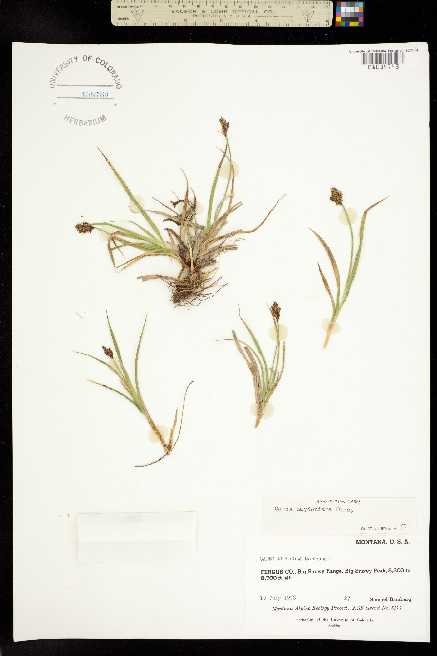 Carex haydeniana image