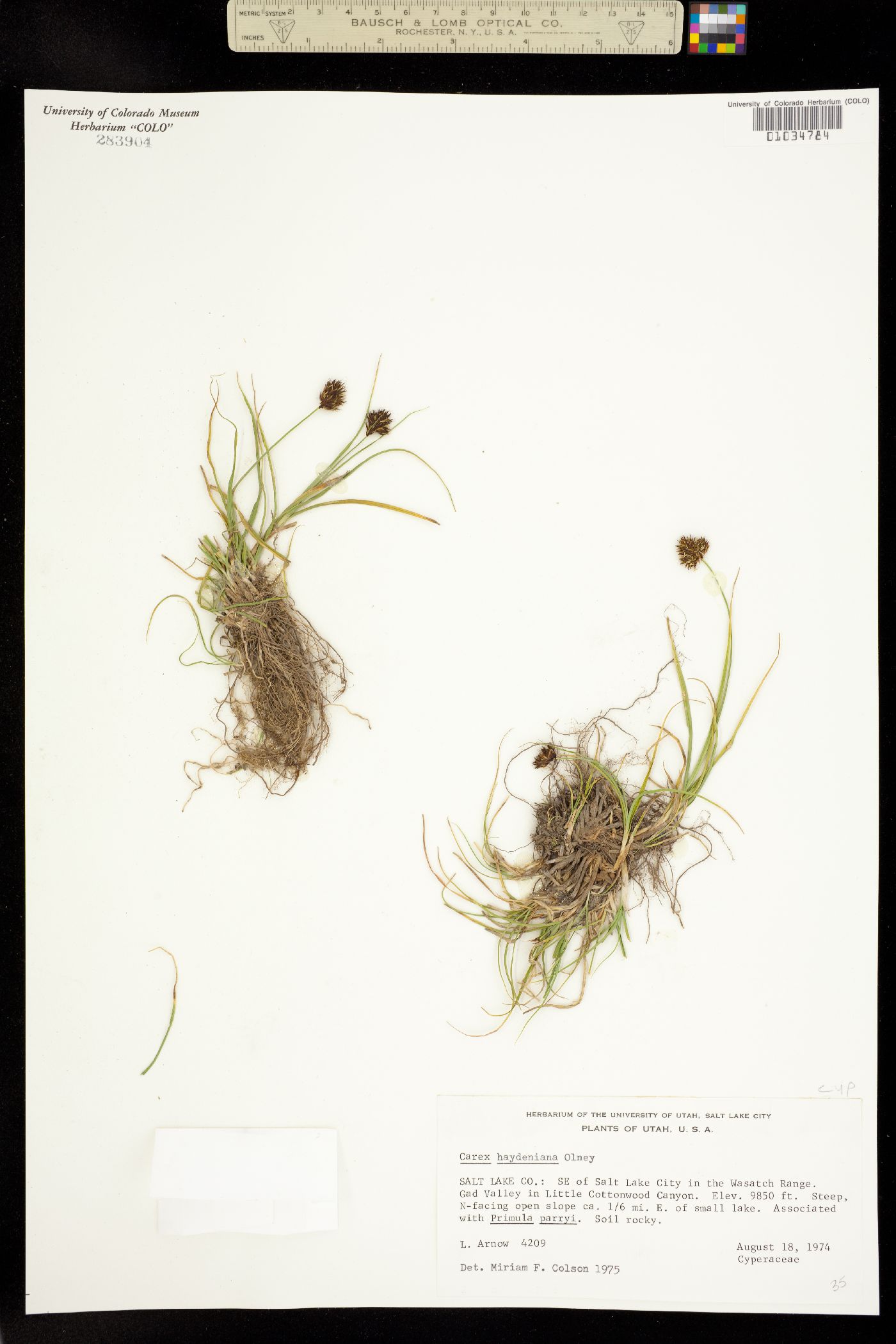 Carex haydeniana image