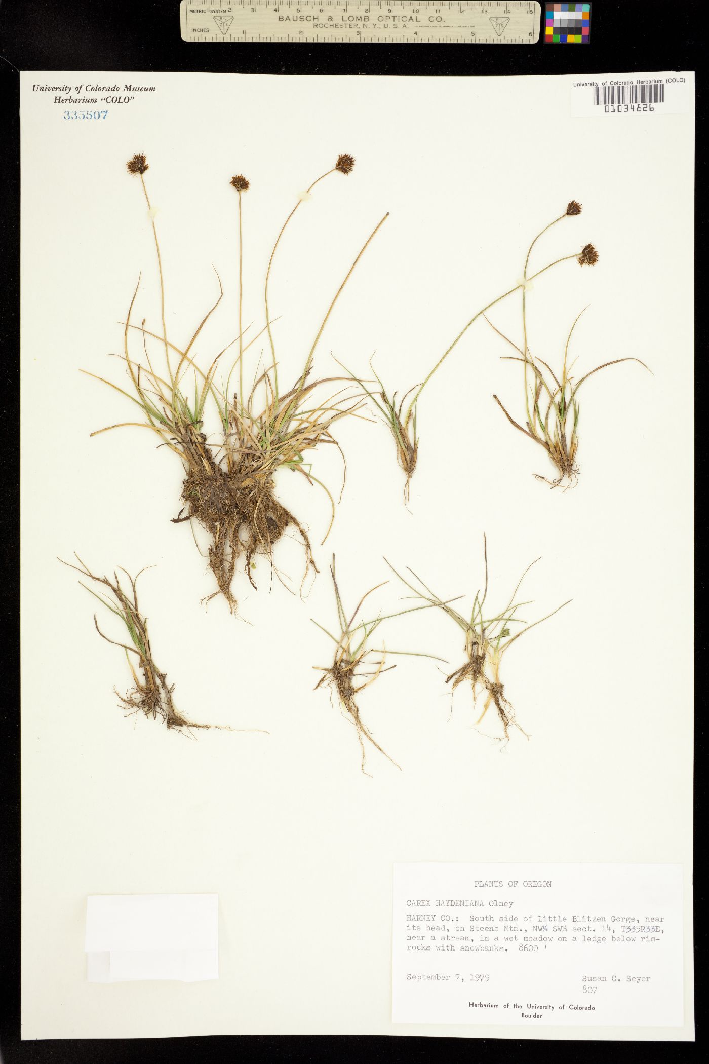 Carex haydeniana image