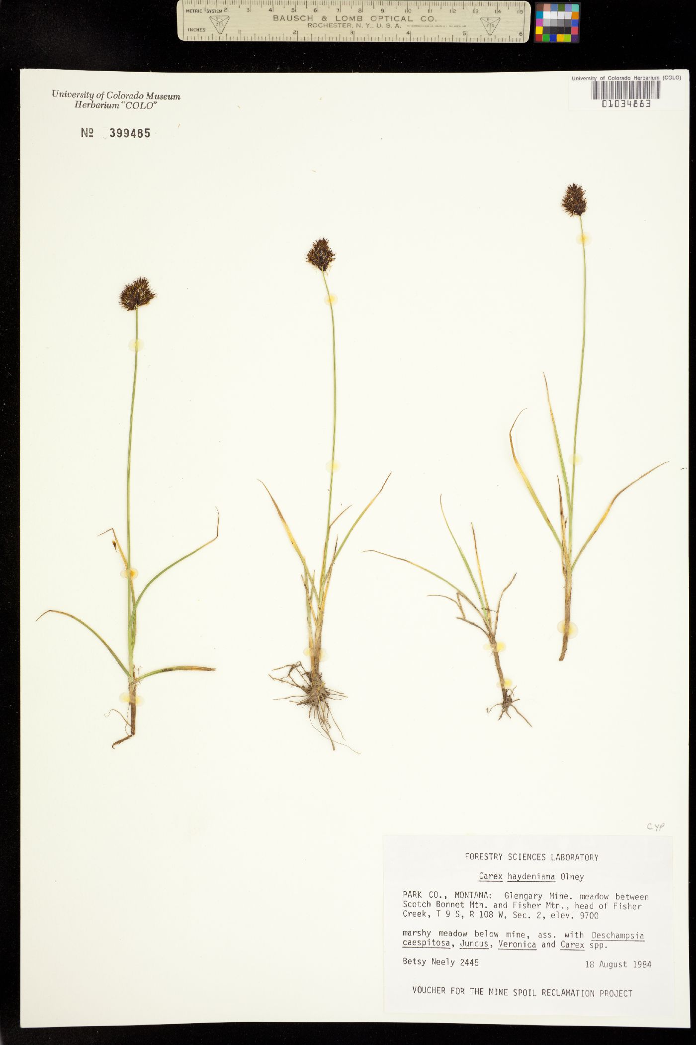 Carex haydeniana image