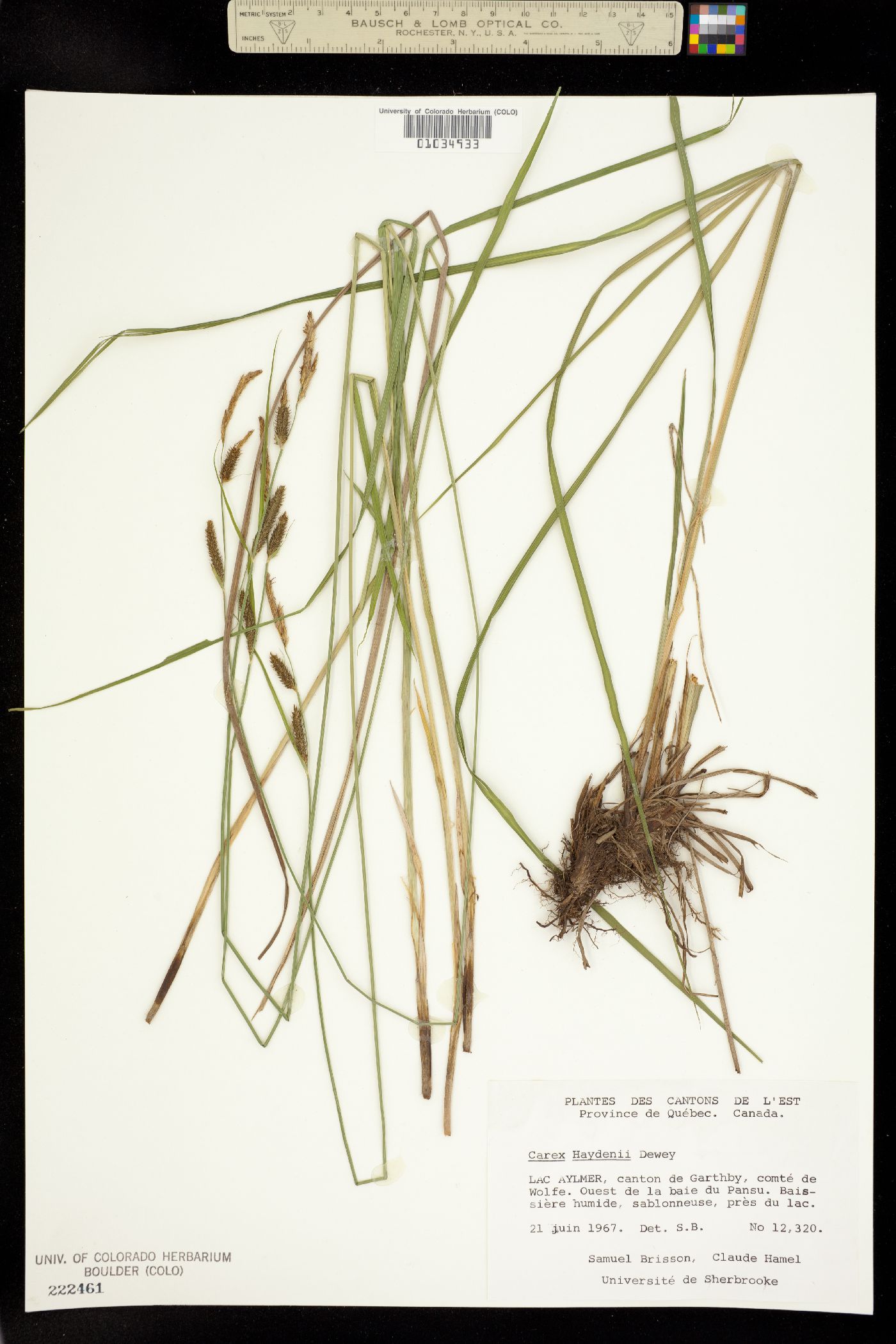 Carex haydenii image