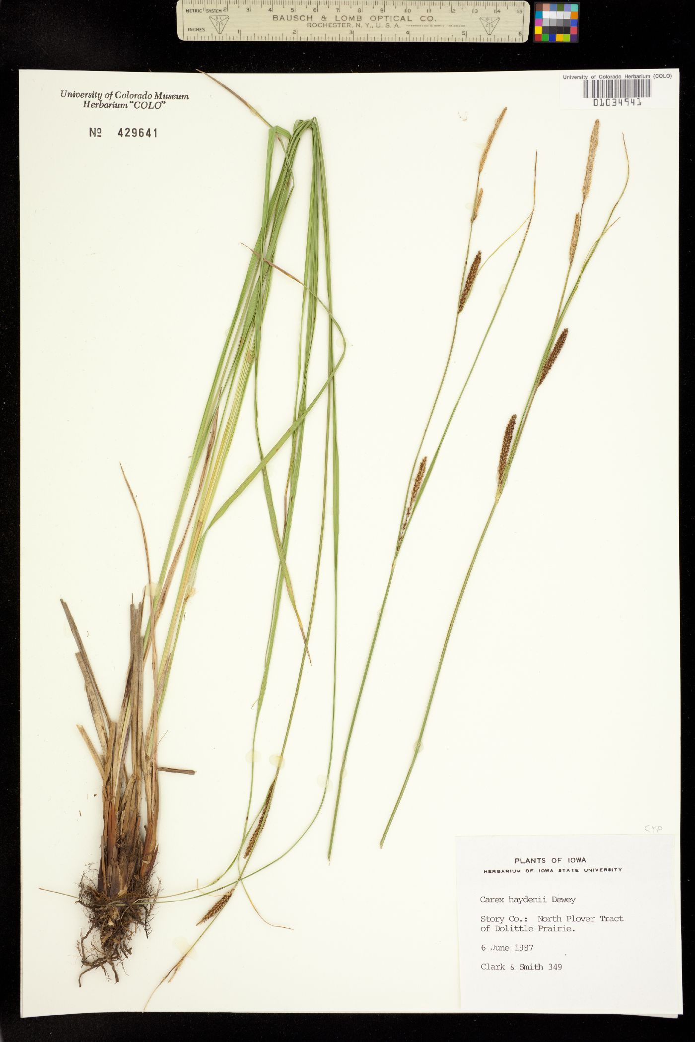 Carex haydenii image