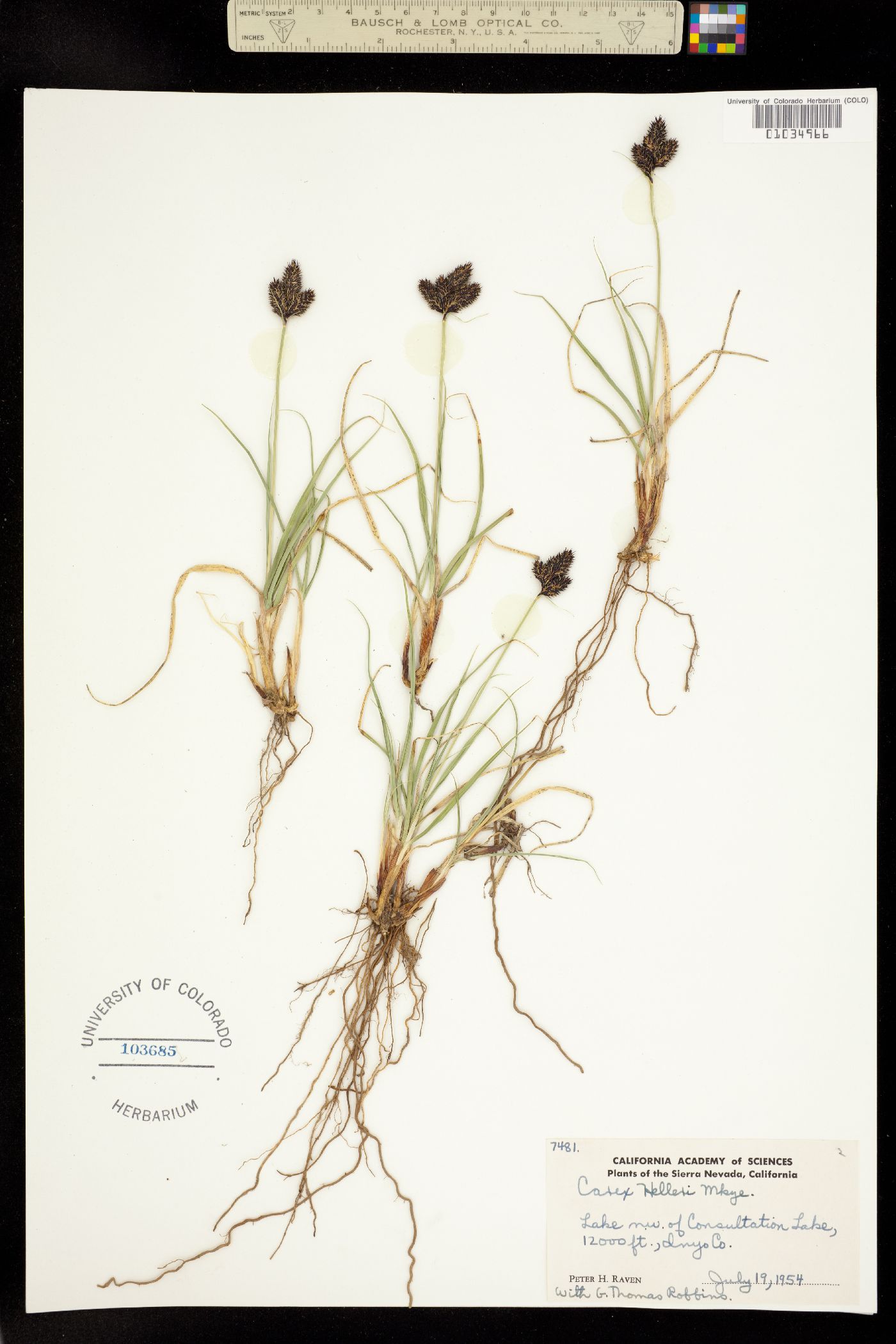Carex helleri image