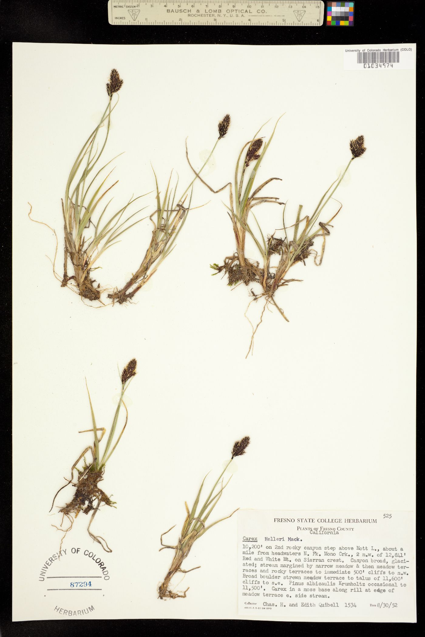 Carex helleri image