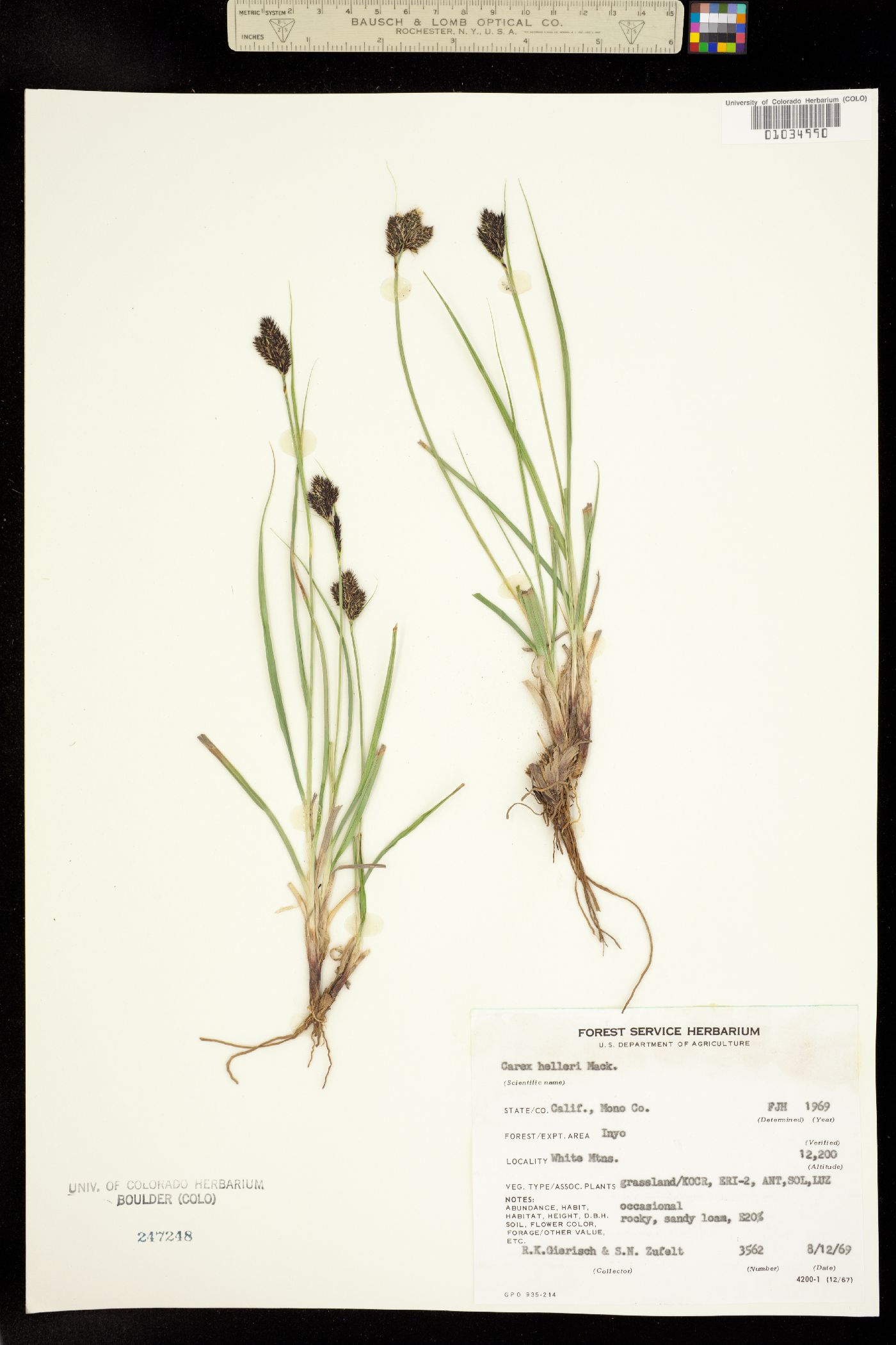 Carex helleri image