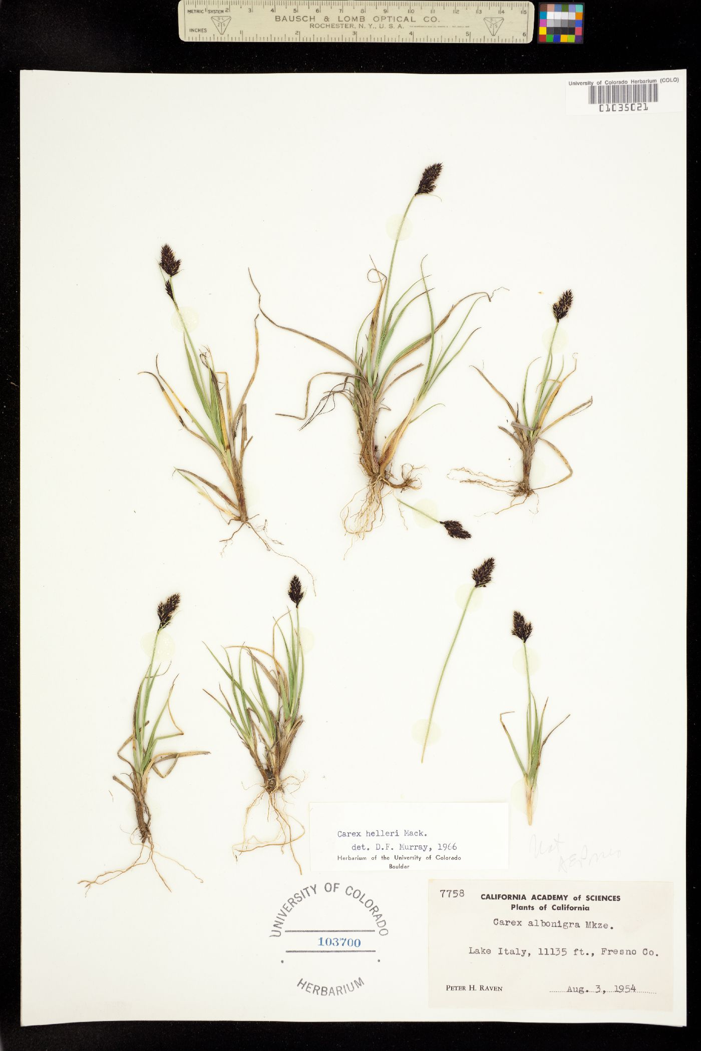 Carex helleri image
