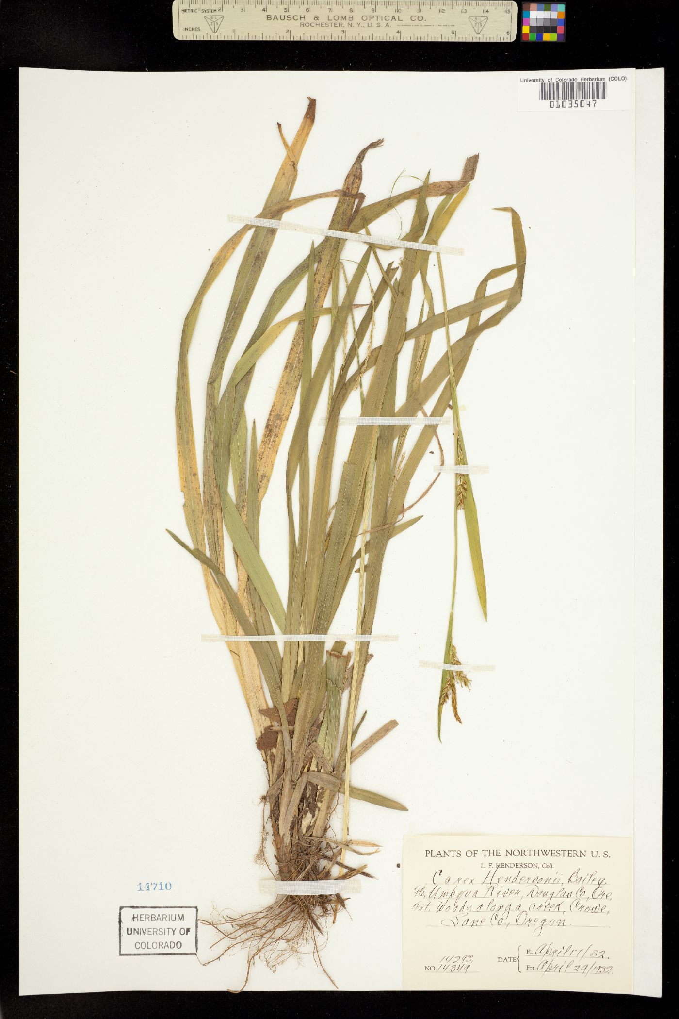 Carex hendersonii image