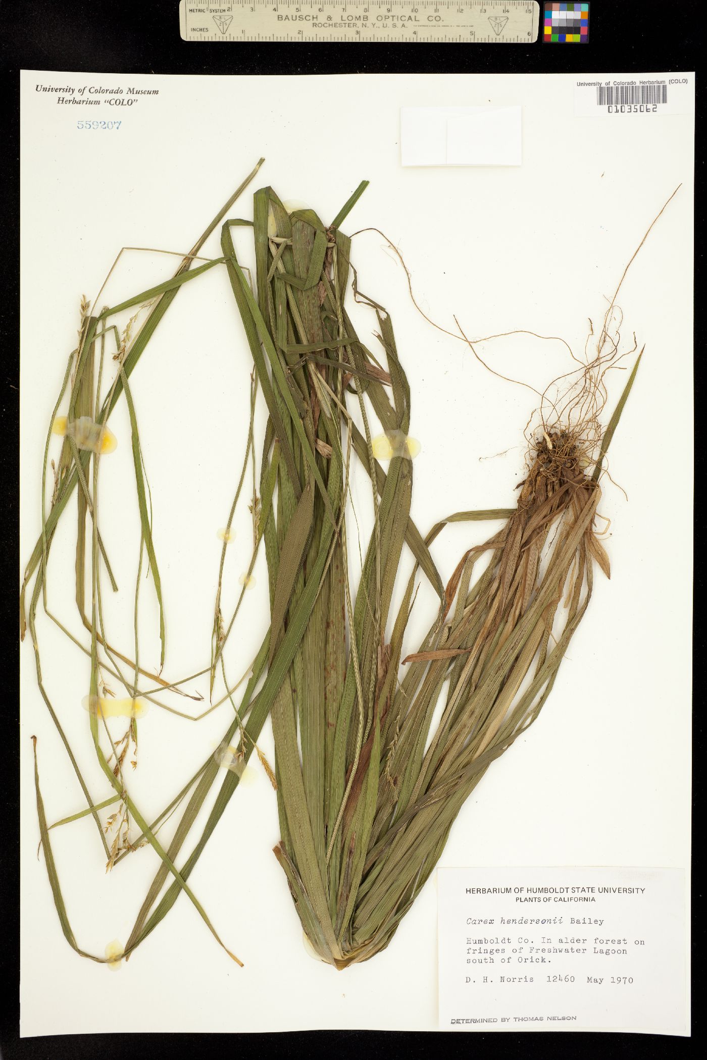 Carex hendersonii image