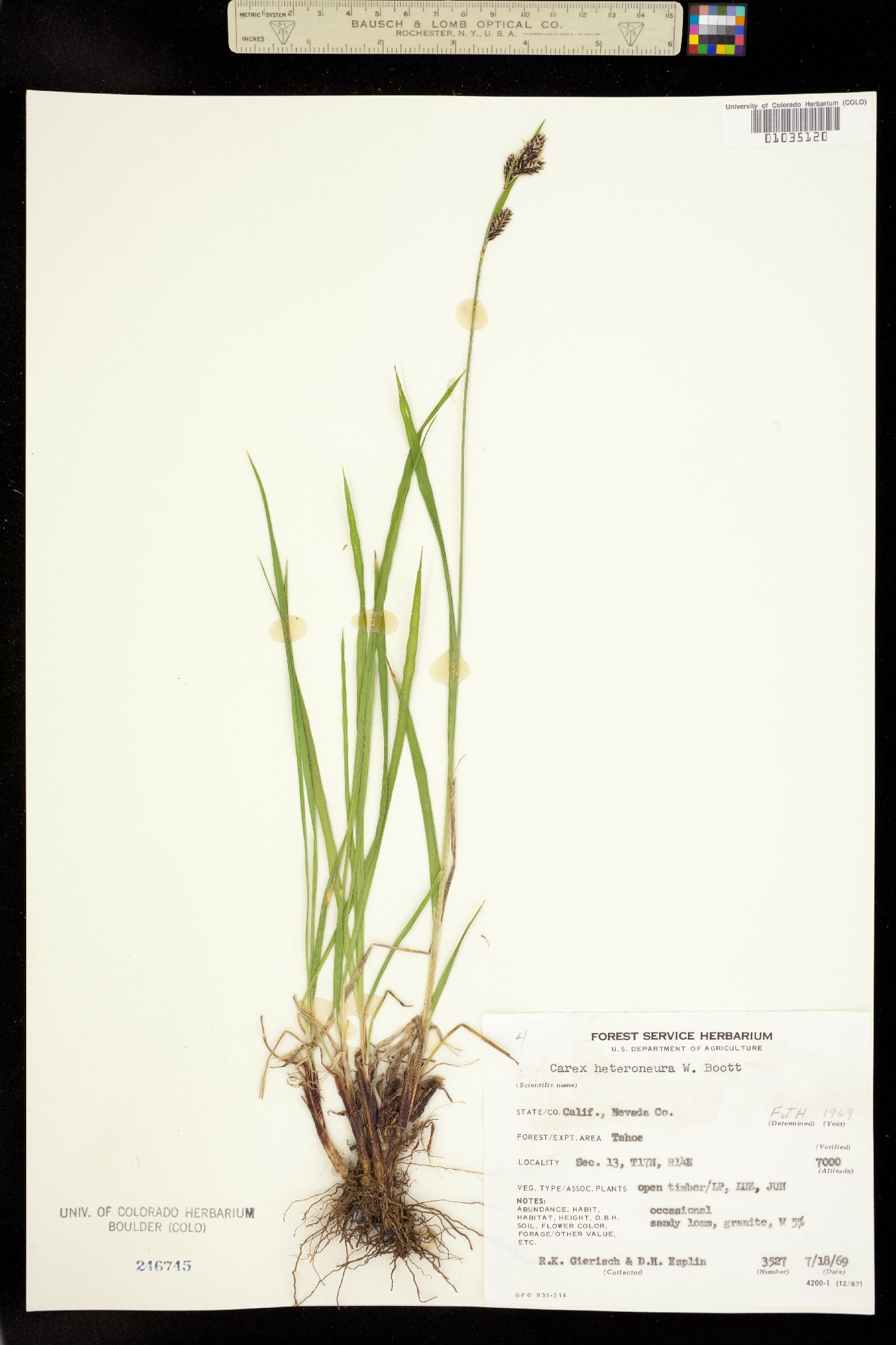 Carex heteroneura image