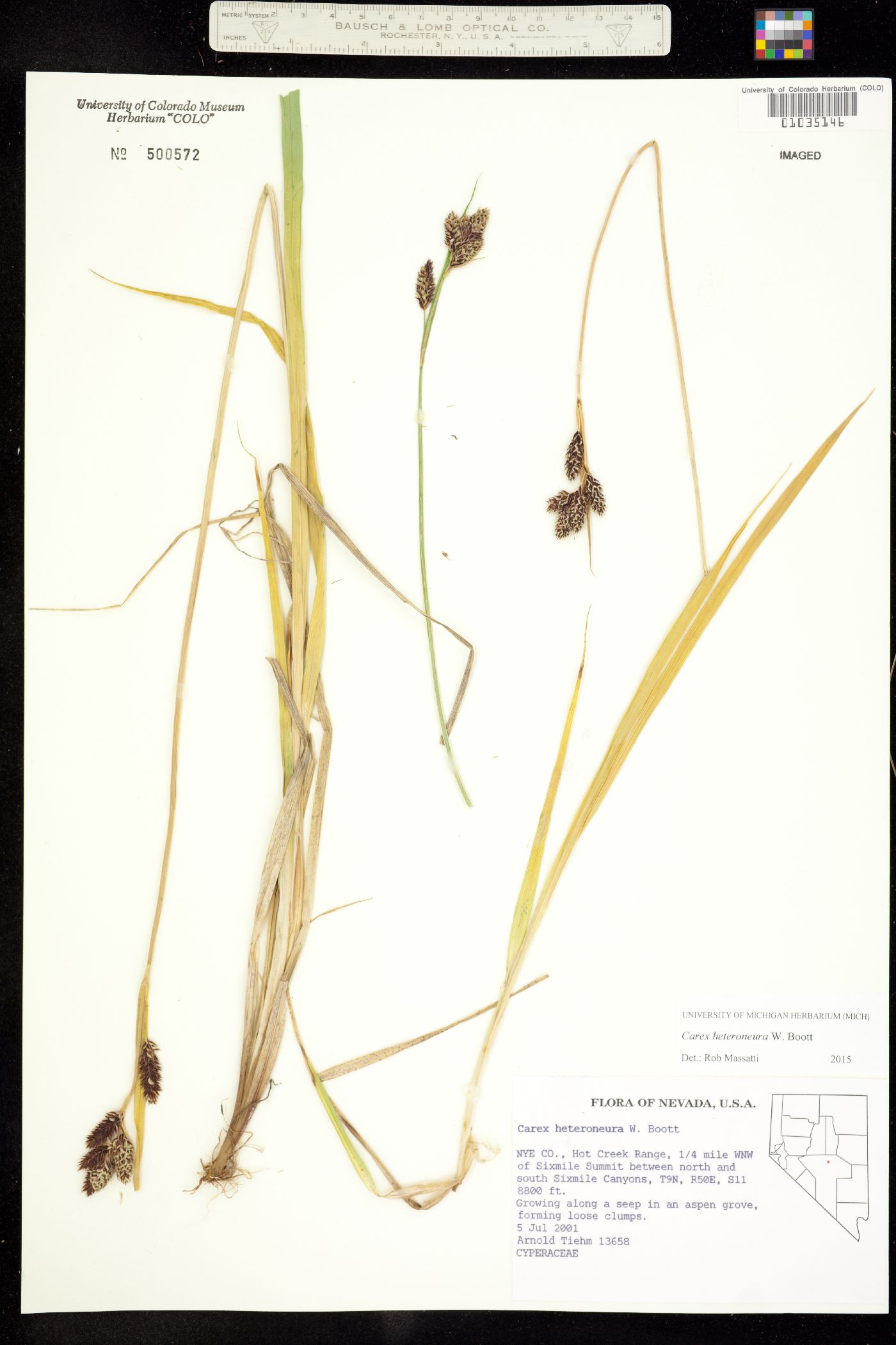 Carex heteroneura image
