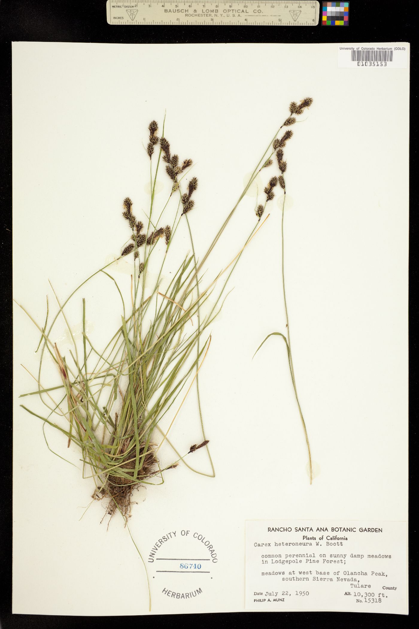 Carex heteroneura image