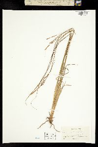 Carex hindsii image
