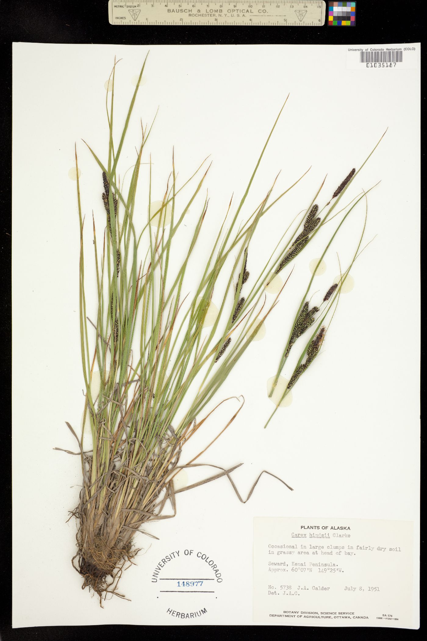 Carex lenticularis var. limnophila image