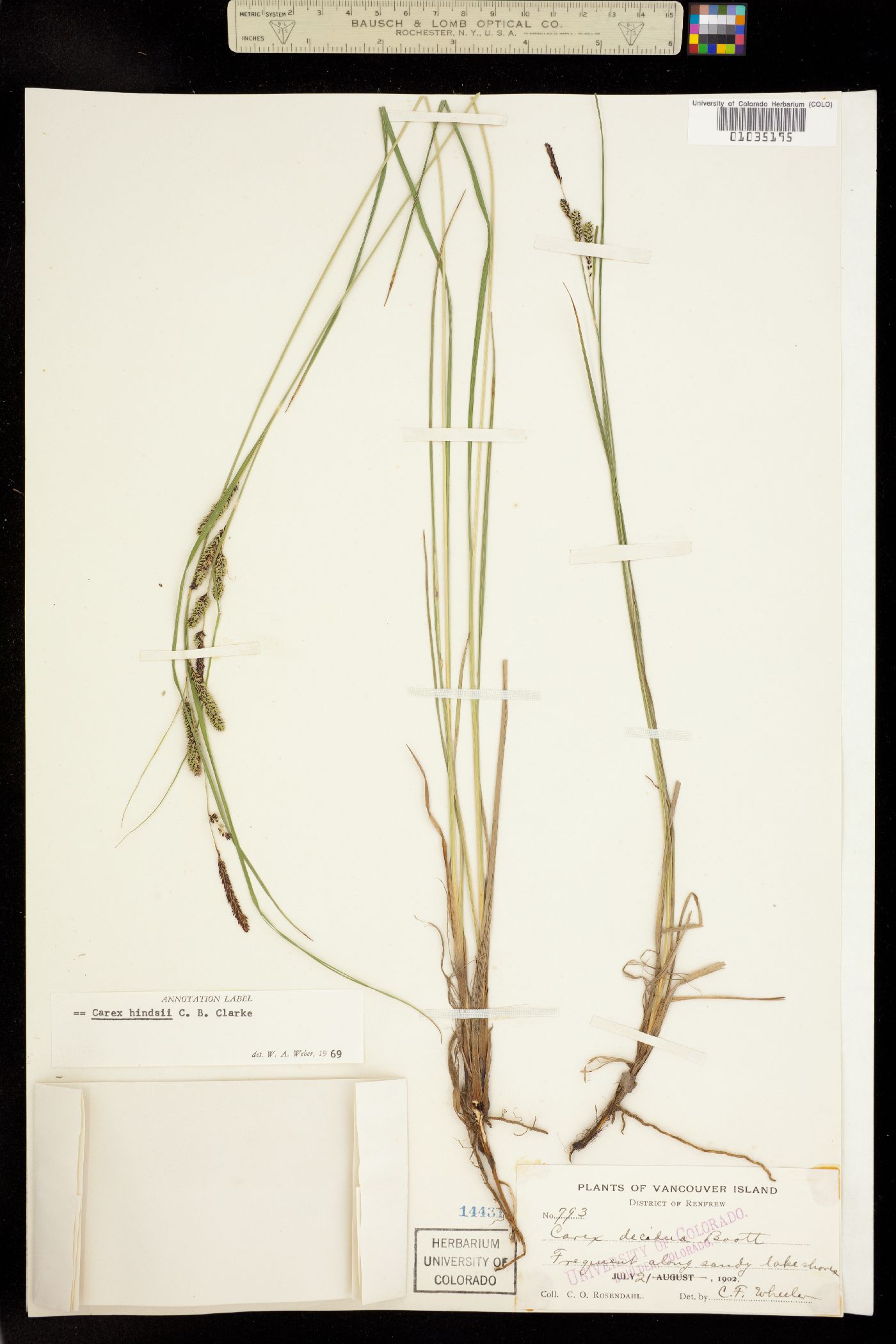 Carex lenticularis image