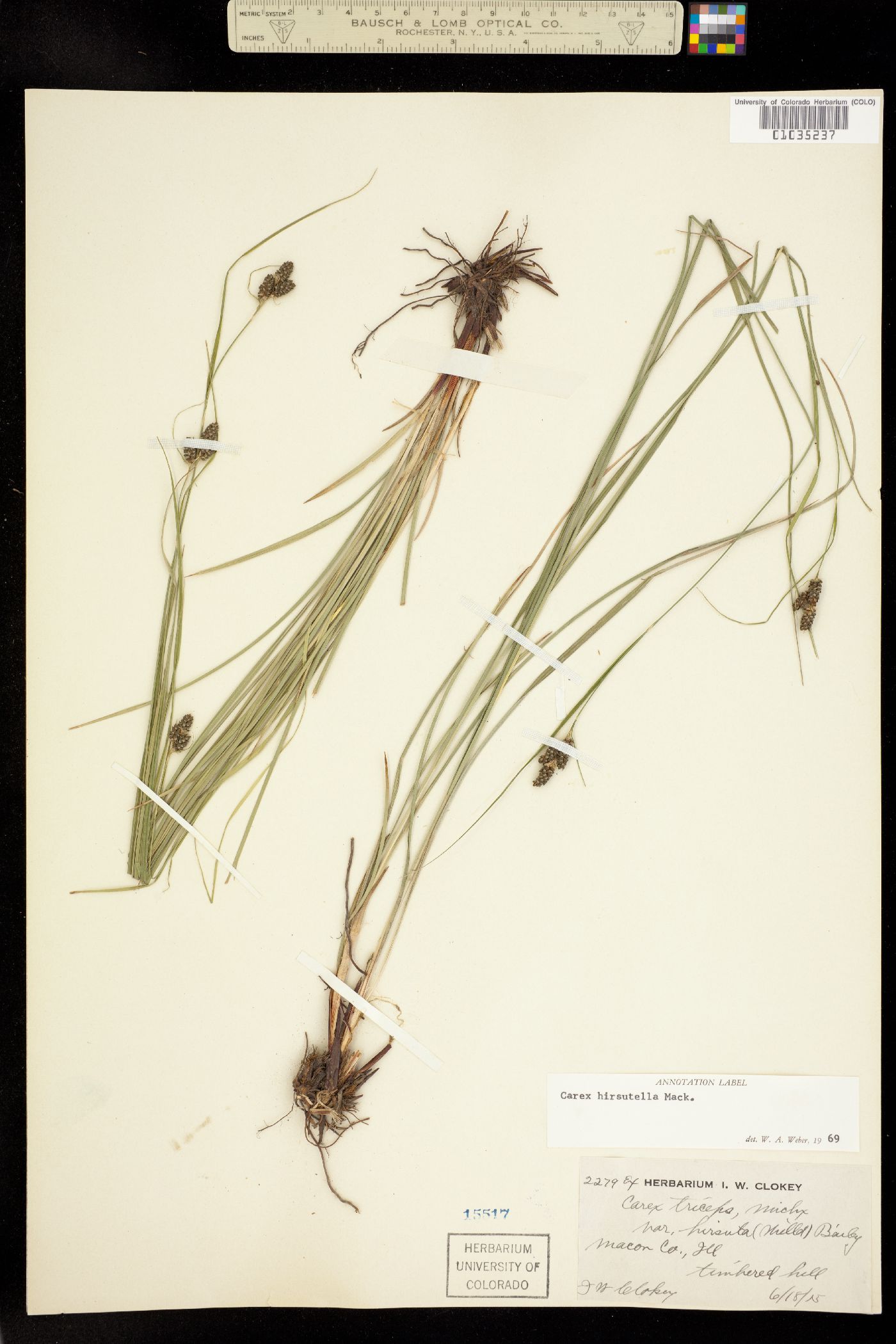 Carex hirsutella image