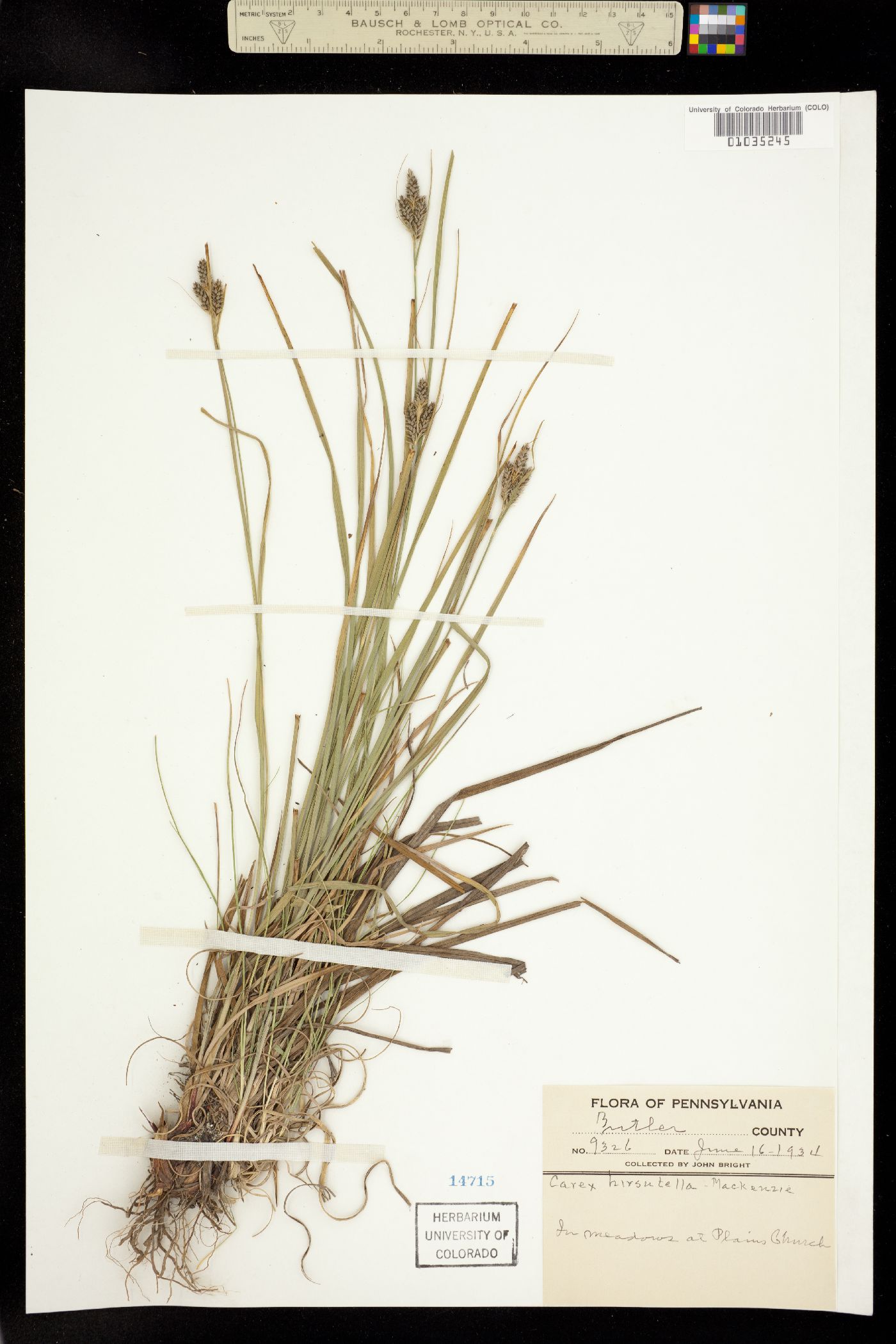 Carex hirsutella image