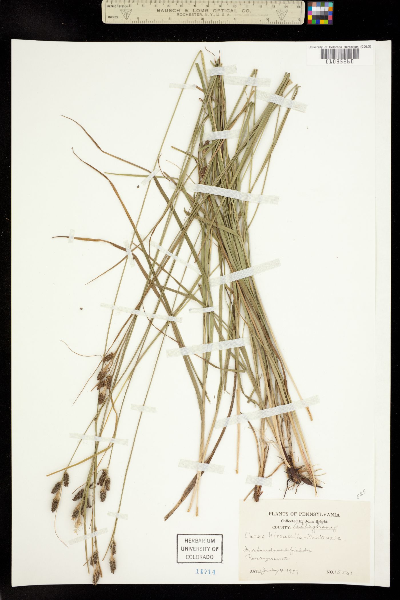 Carex hirsutella image