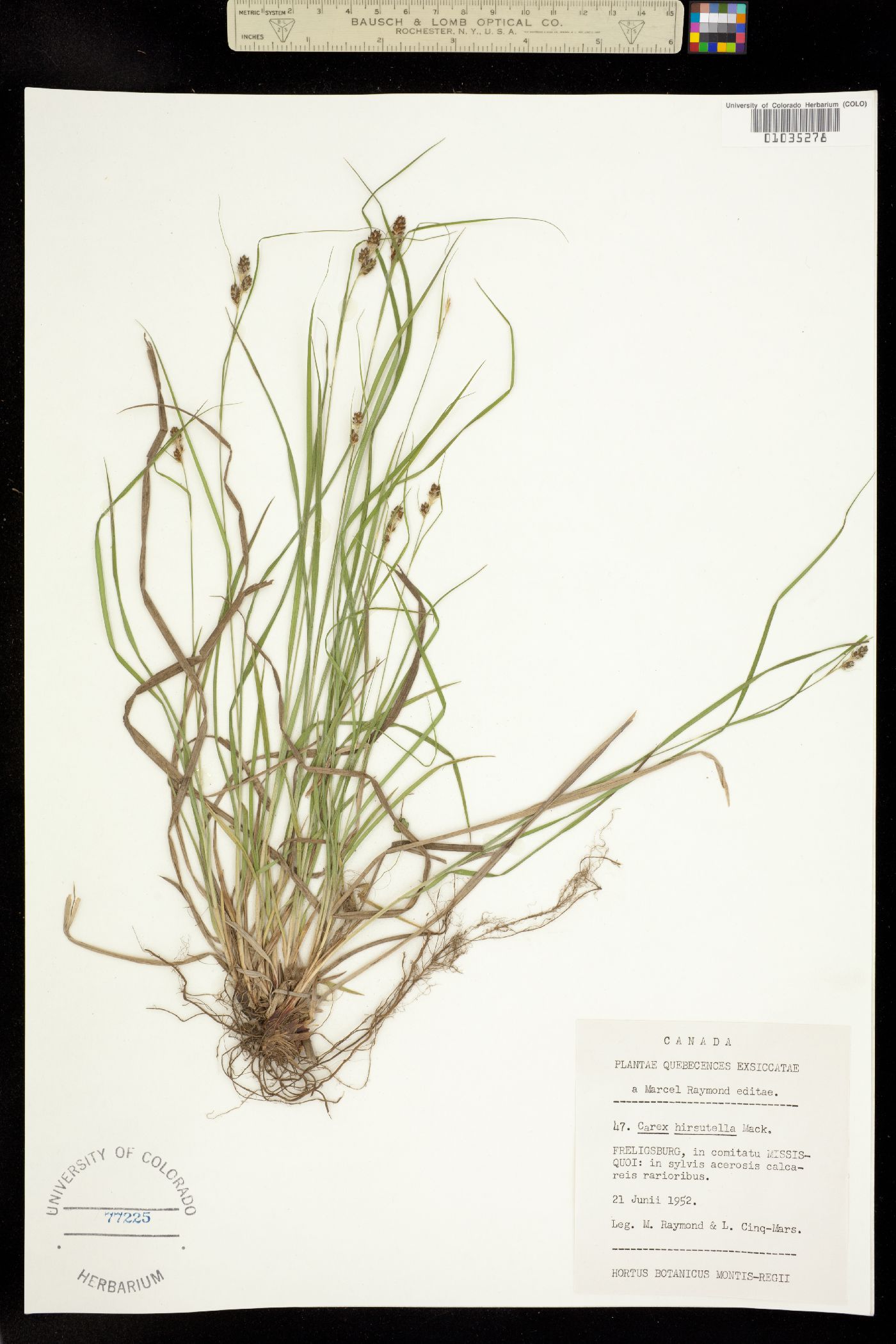 Carex hirsutella image