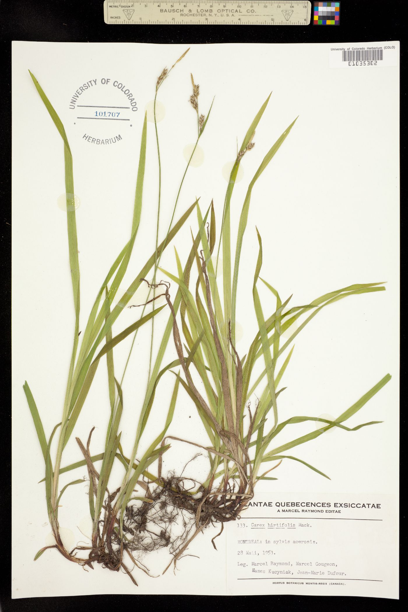 Carex hirtifolia image