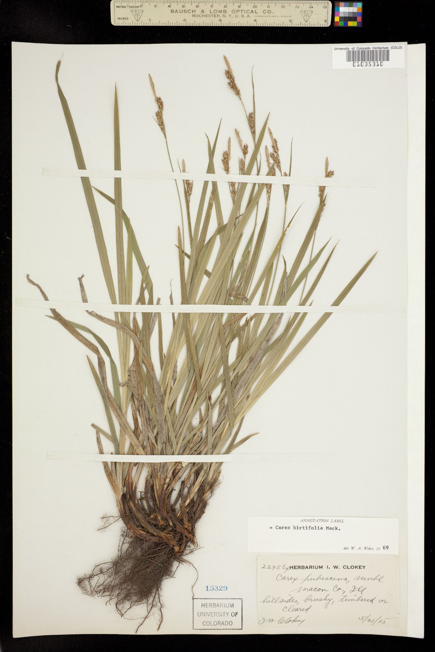 Carex hirtifolia image