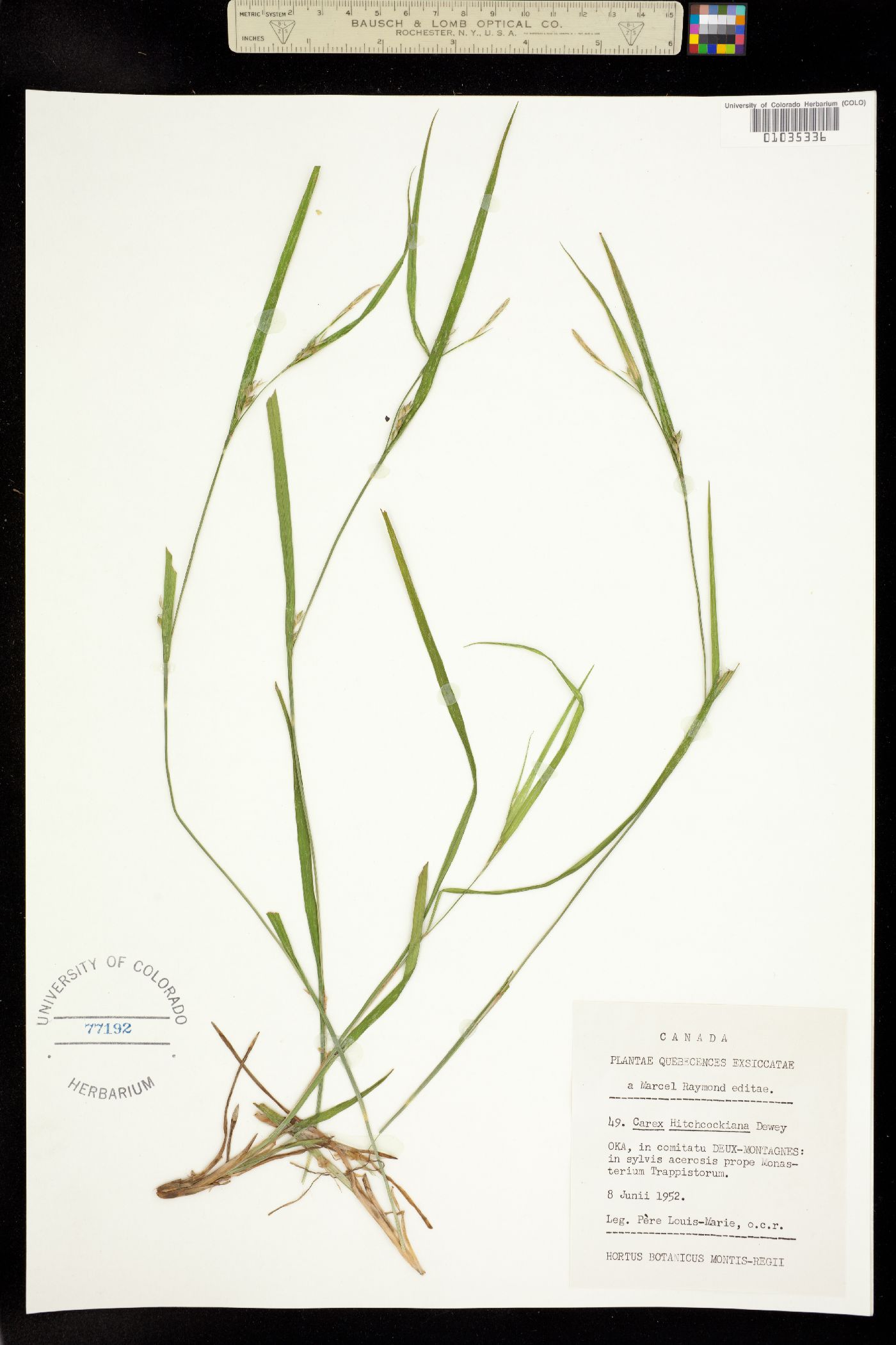 Carex hitchcockiana image