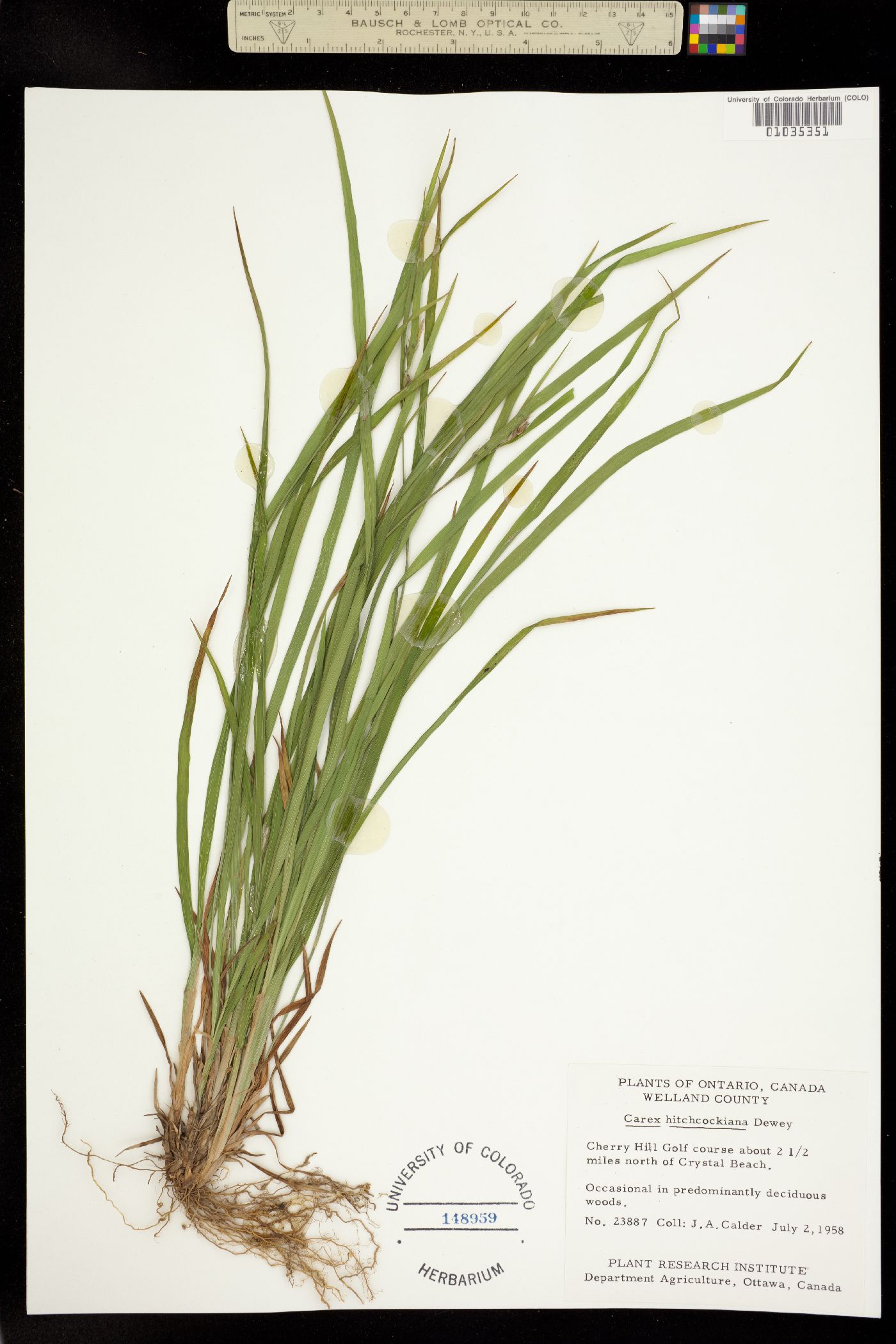 Carex hitchcockiana image