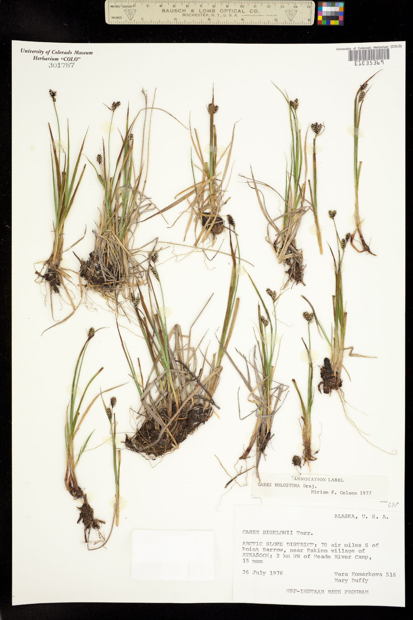 Carex holostoma image