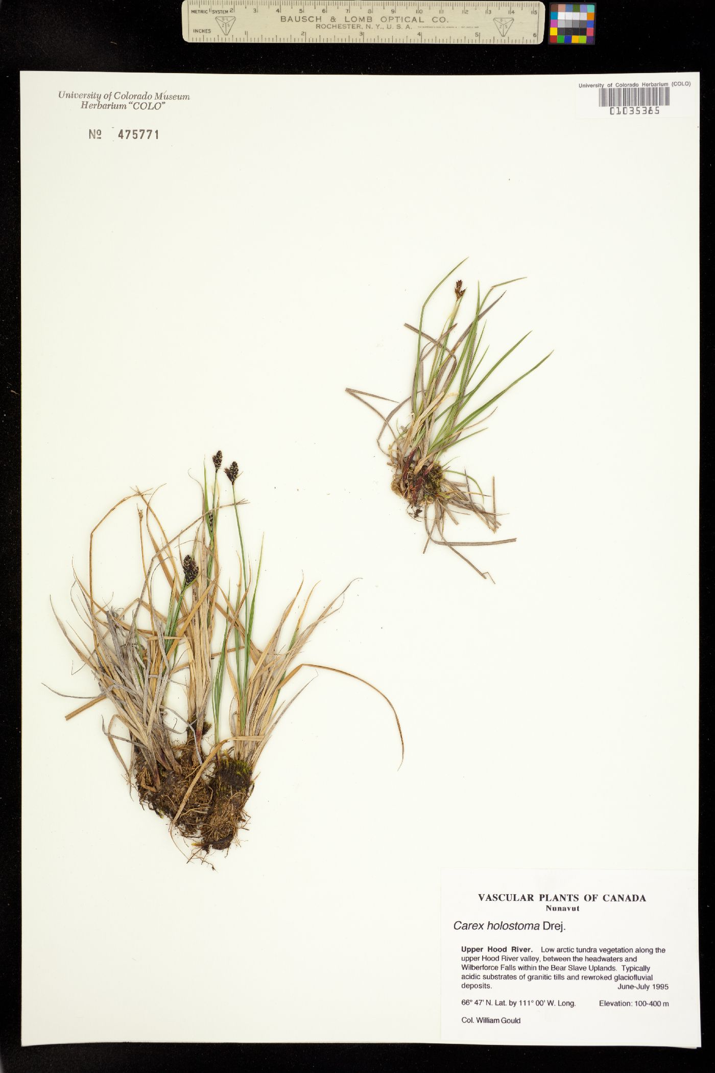 Carex holostoma image