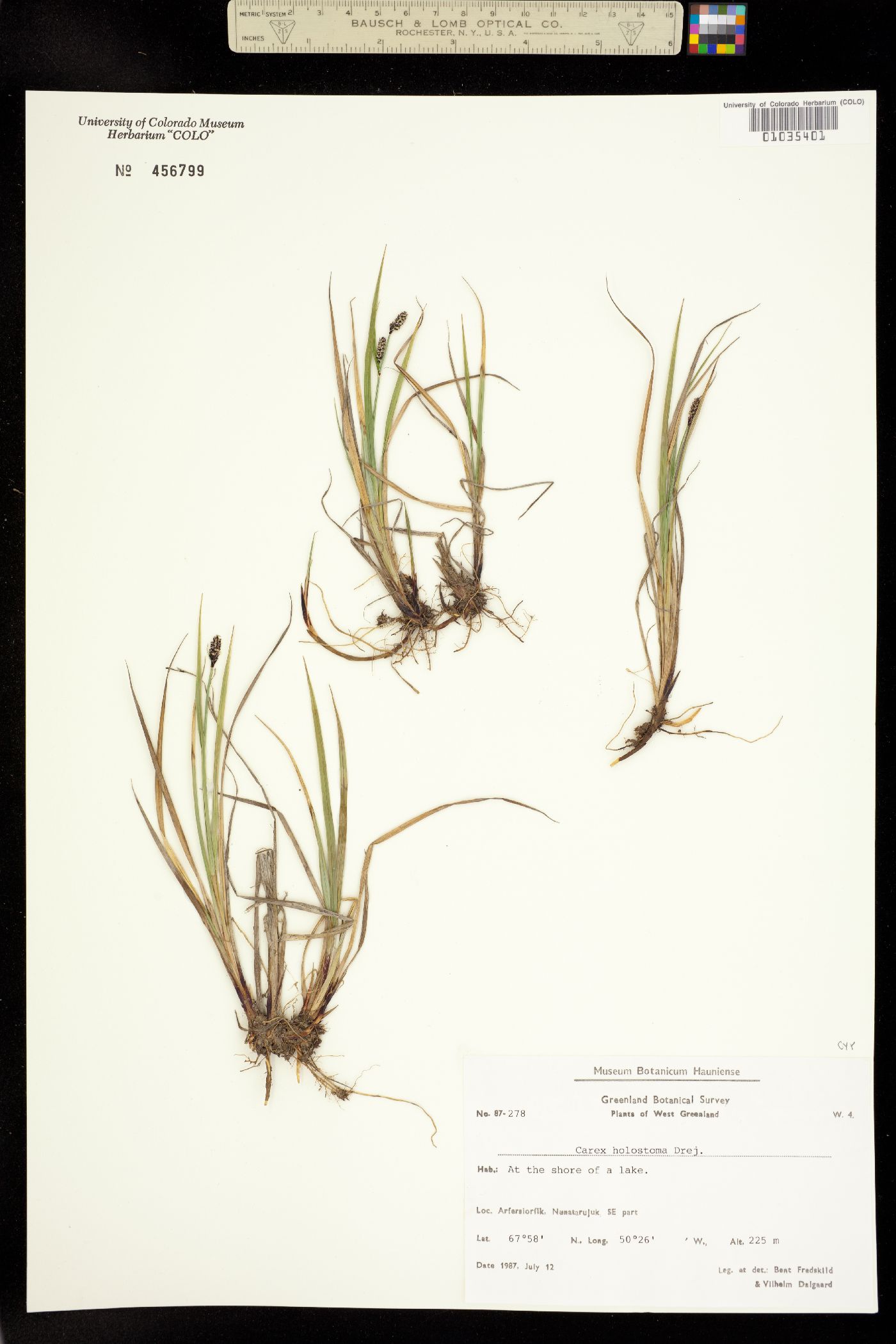 Carex holostoma image