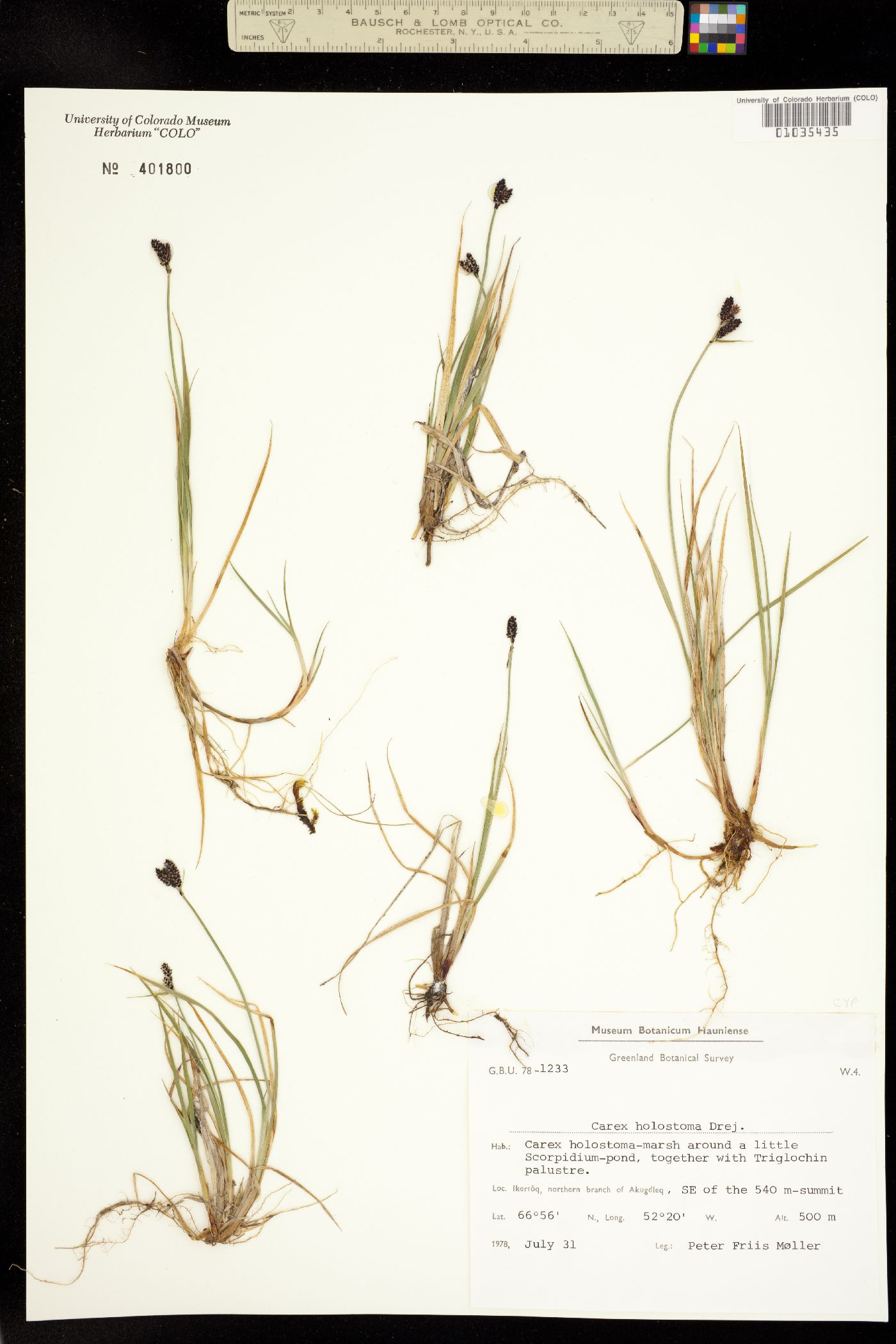 Carex holostoma image
