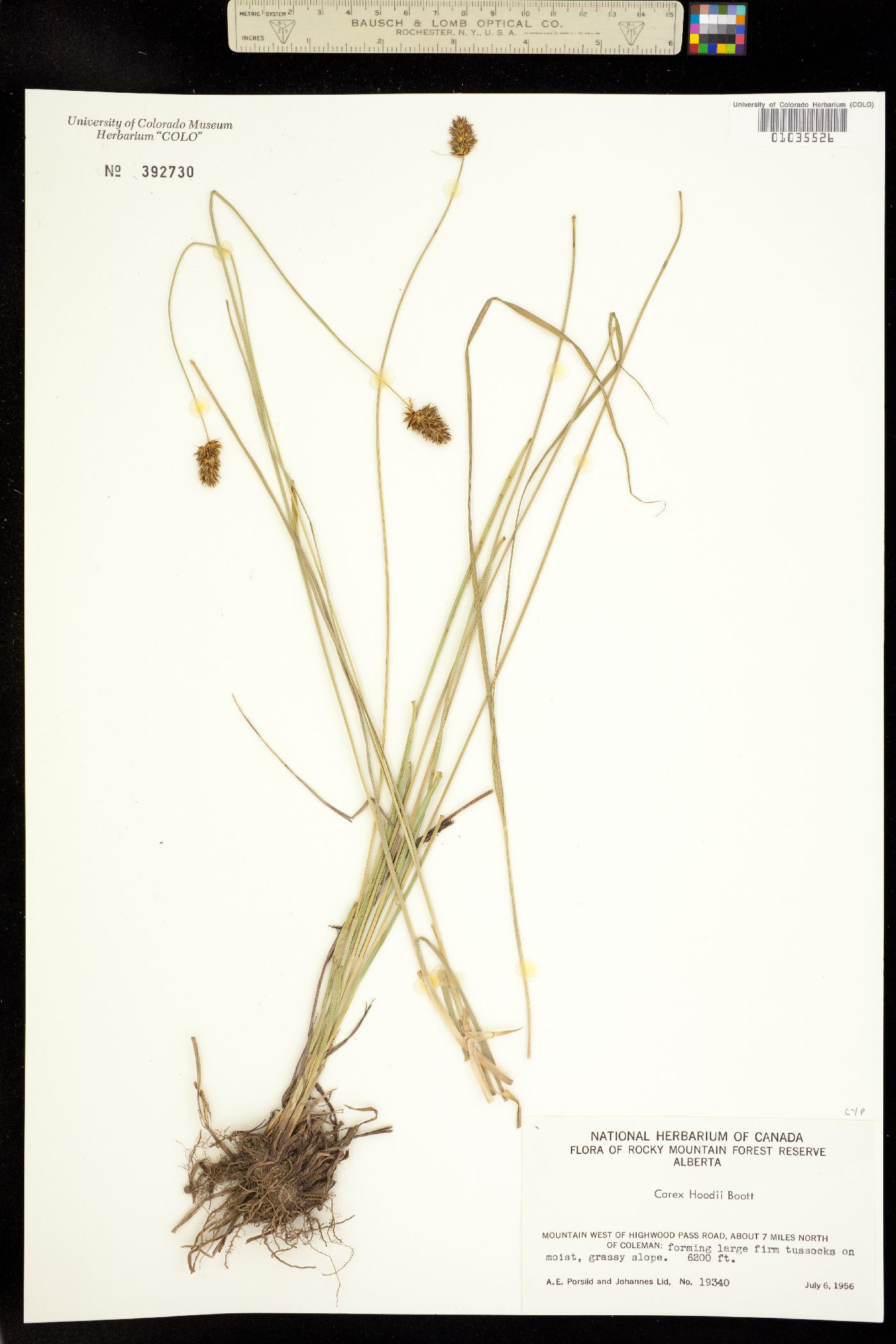 Carex hoodii image