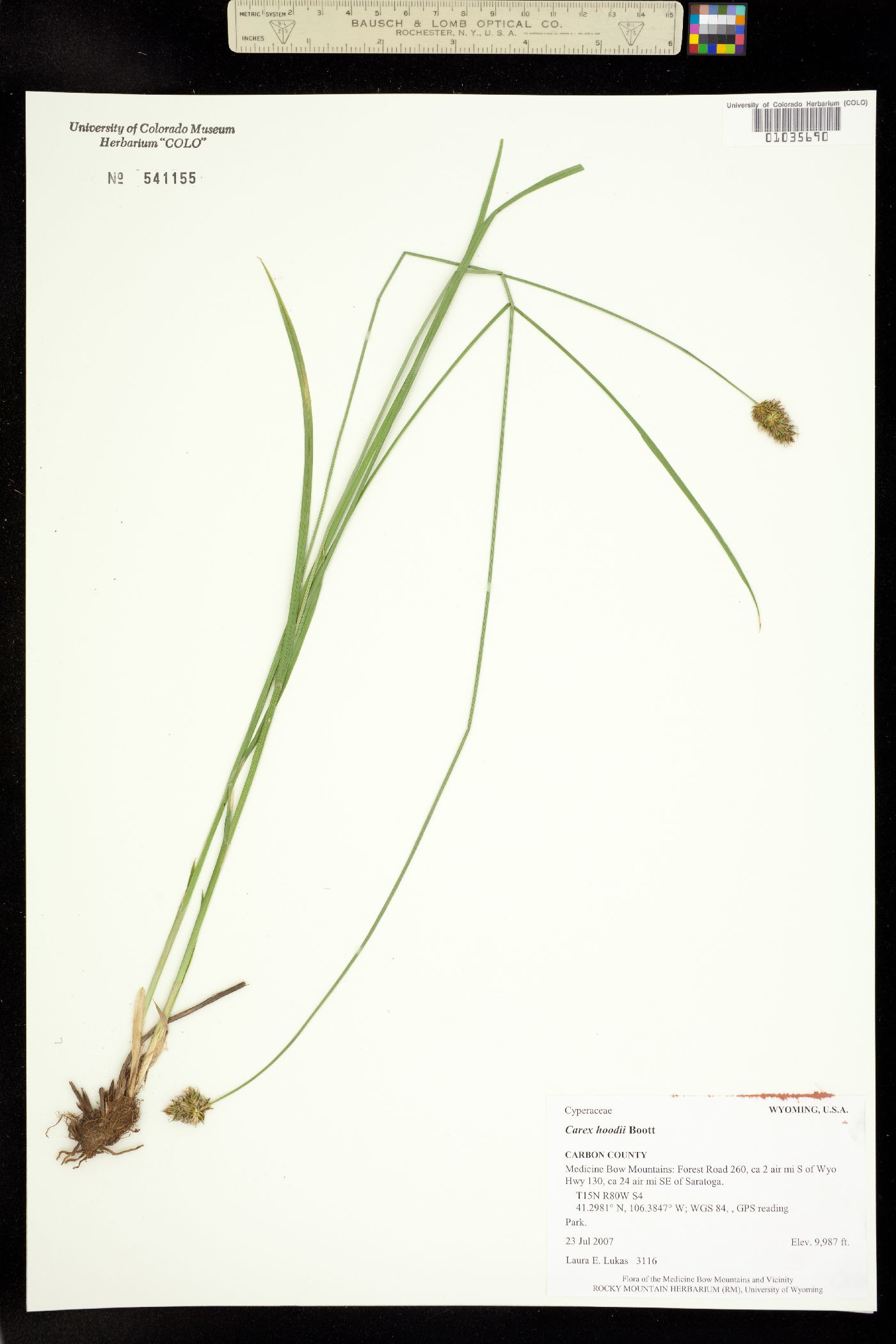 Carex hoodii image