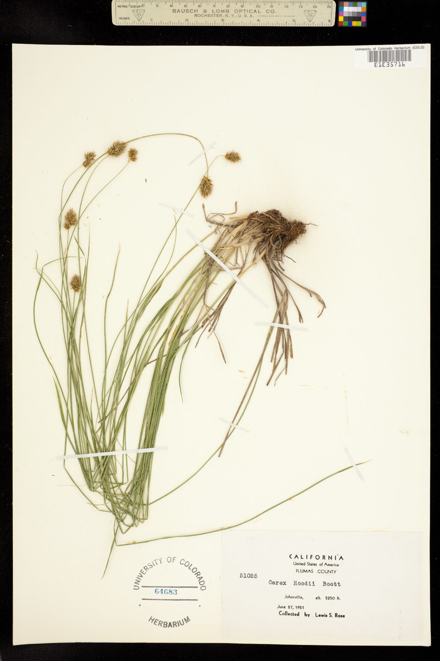 Carex hoodii image