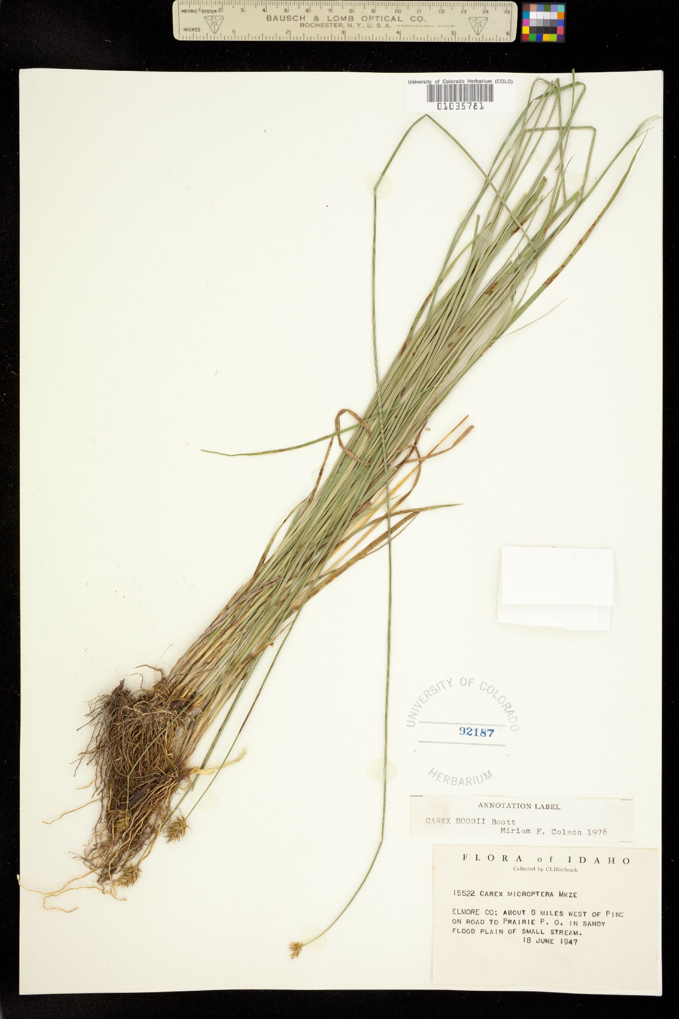 Carex hoodii image