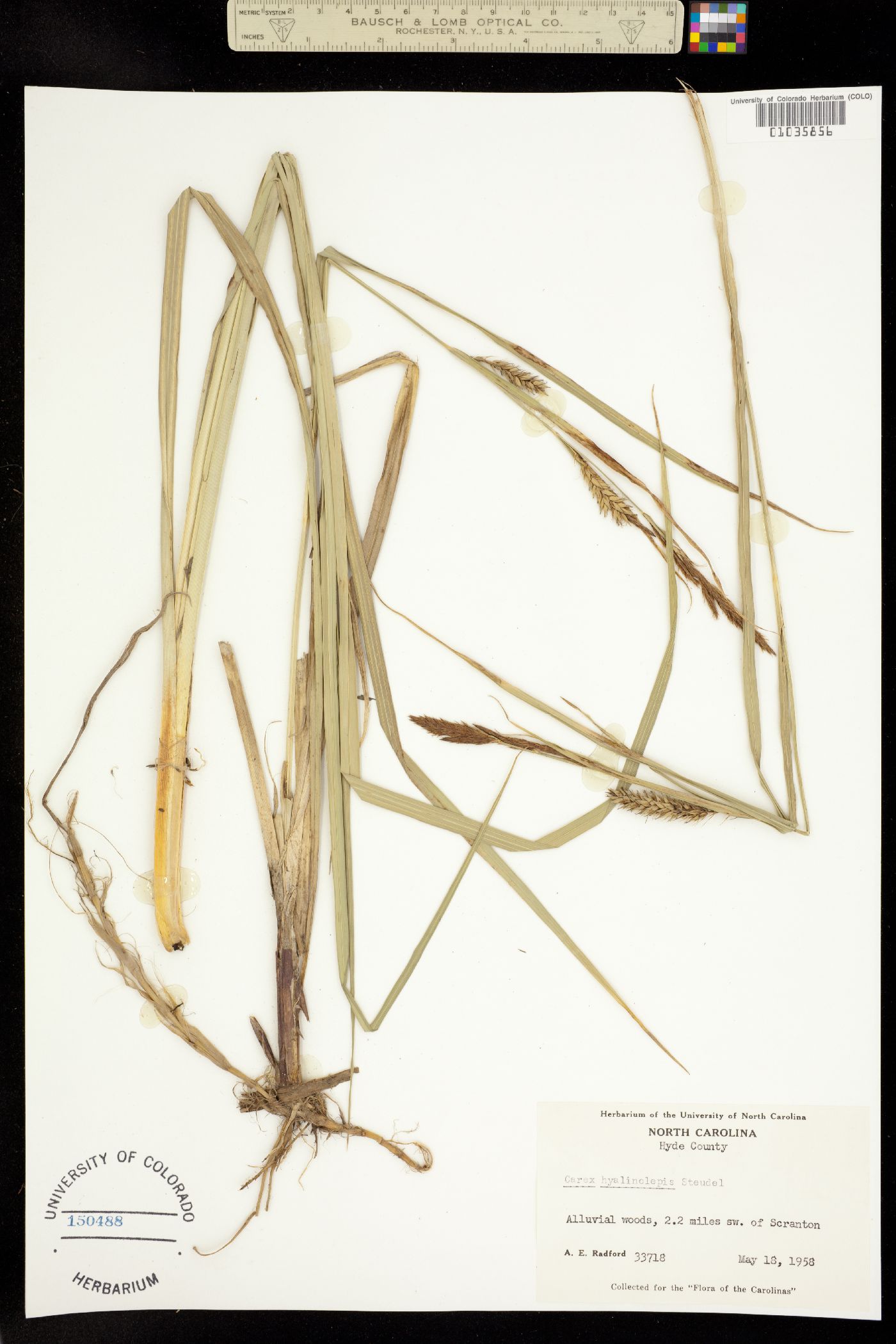 Carex hyalinolepis image