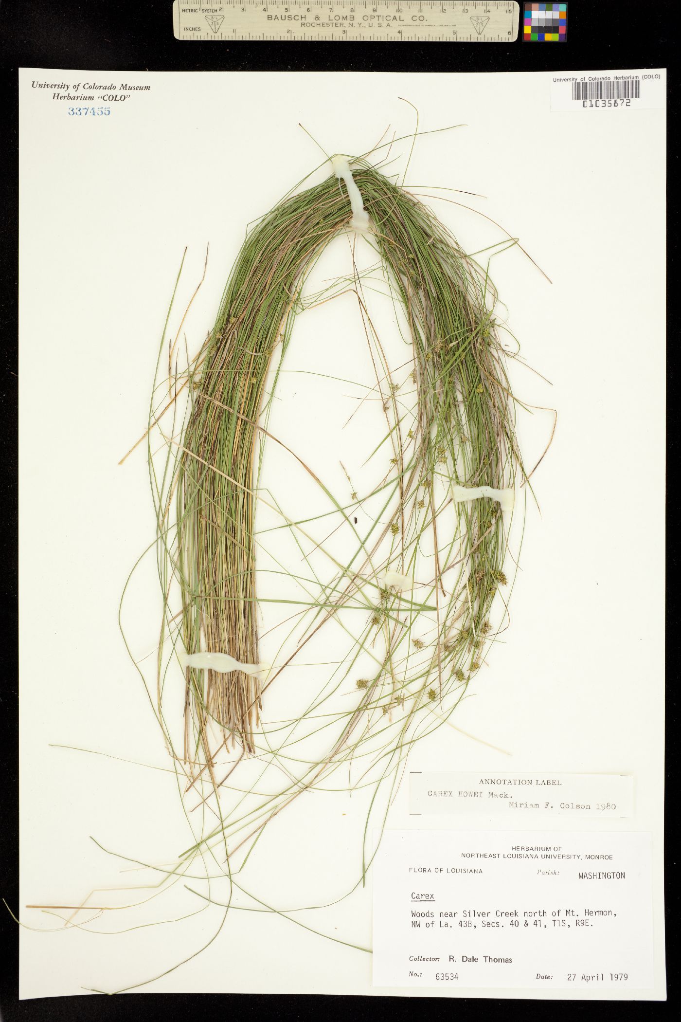 Carex atlantica image