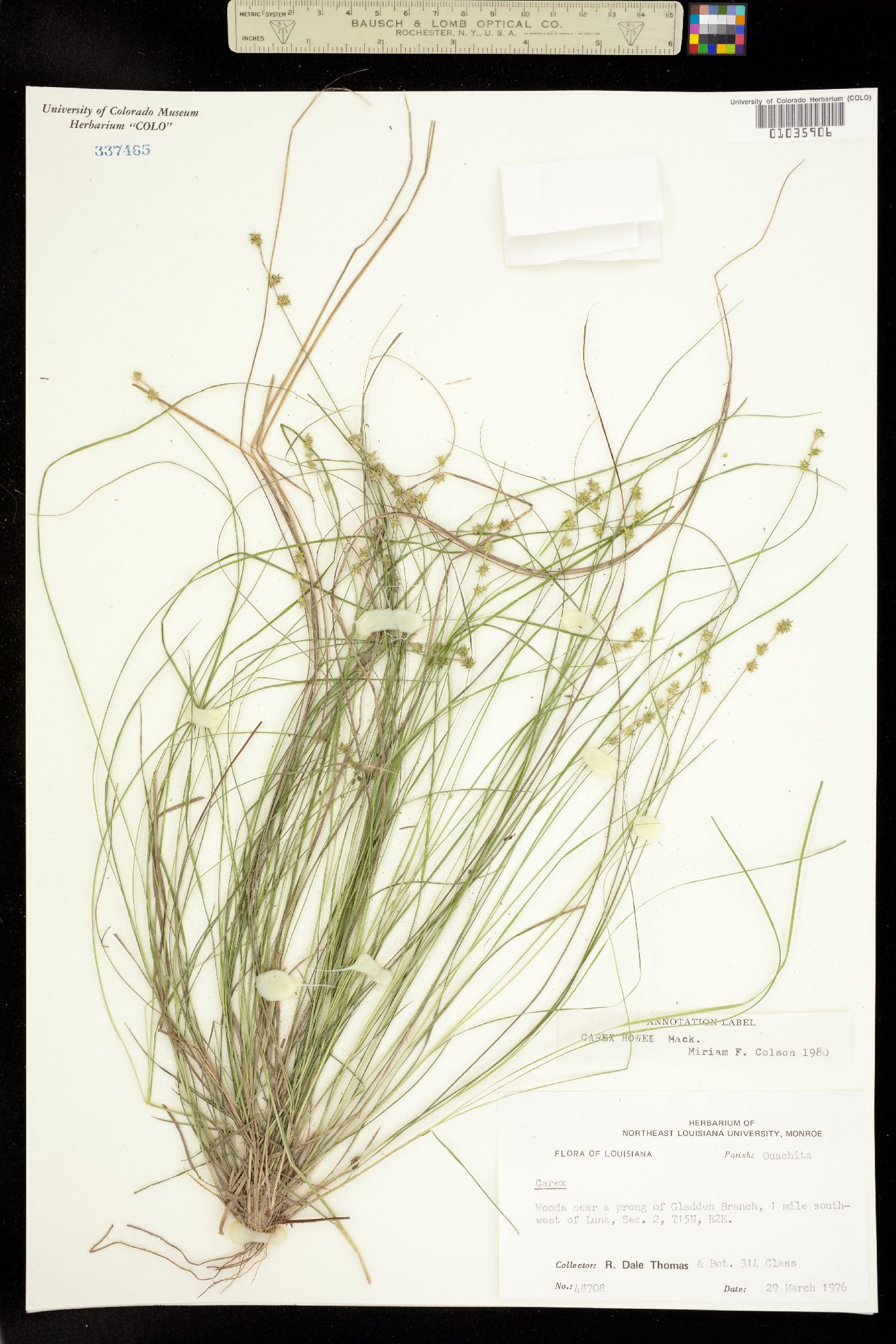 Carex atlantica ssp. capillacea image