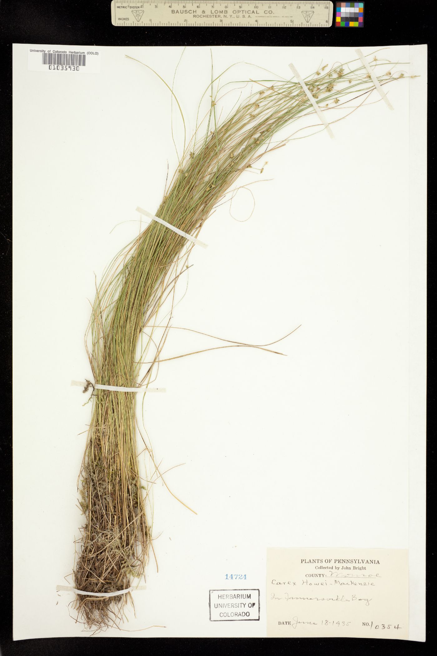 Carex atlantica image