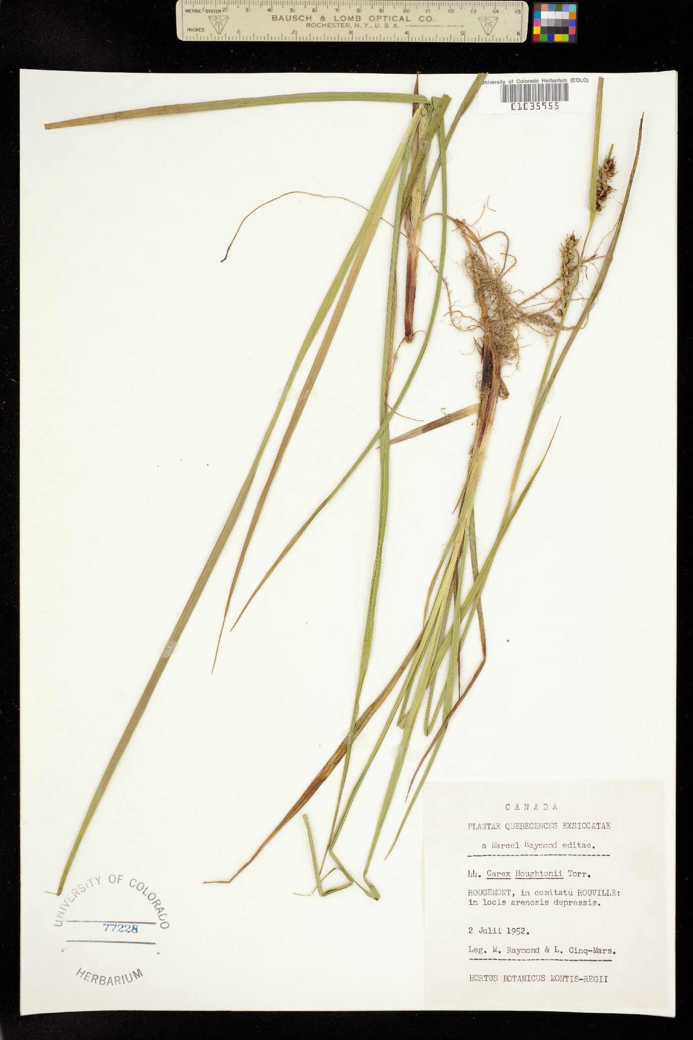 Carex houghtoniana image