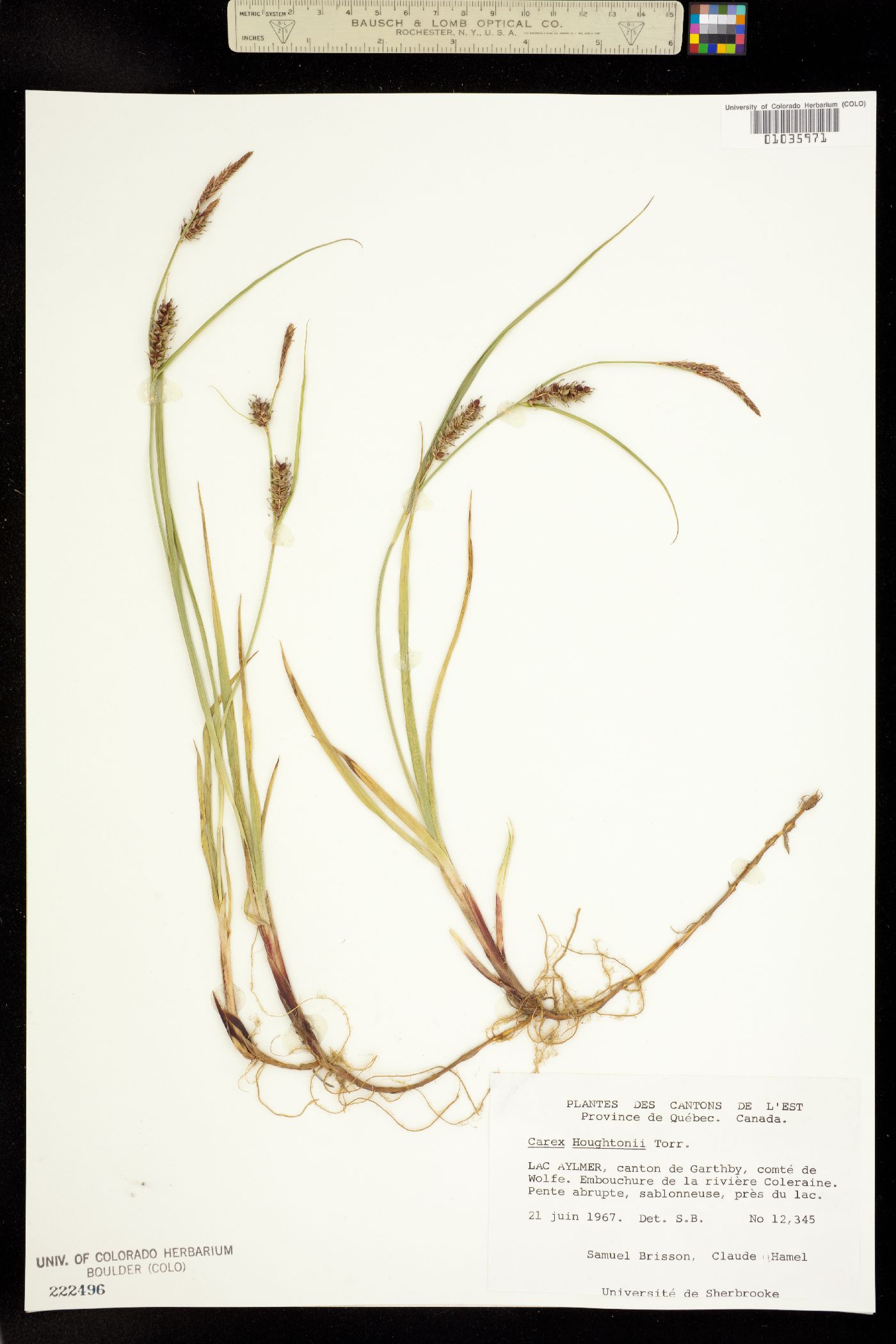 Carex houghtoniana image