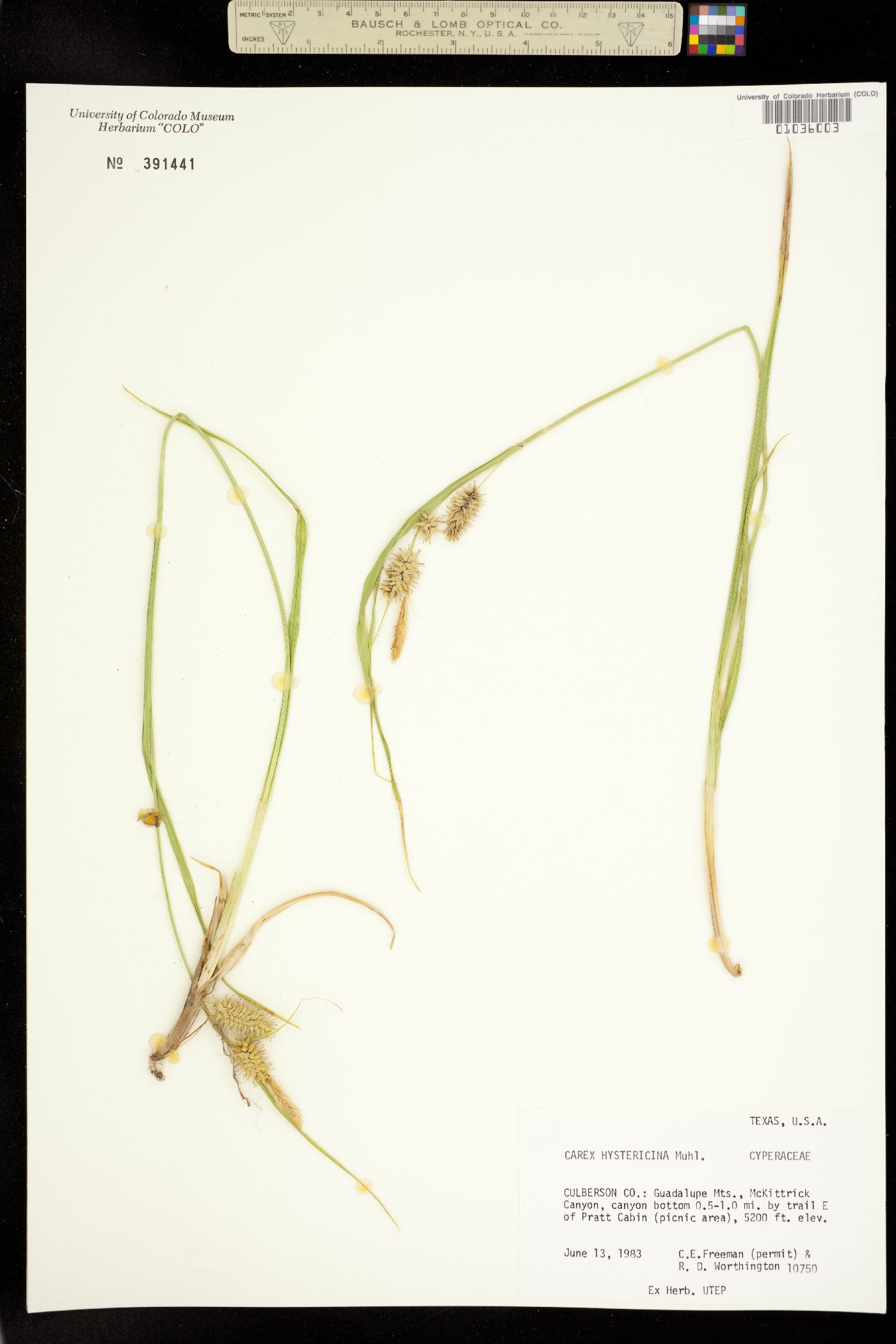 Carex hystericina image