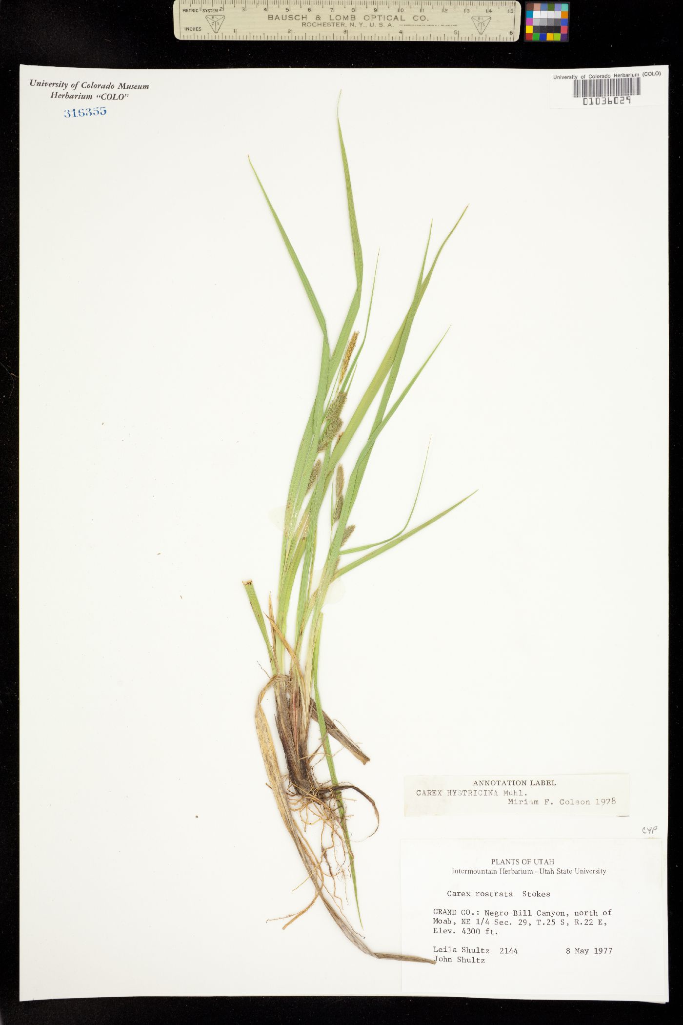 Carex hystericina image