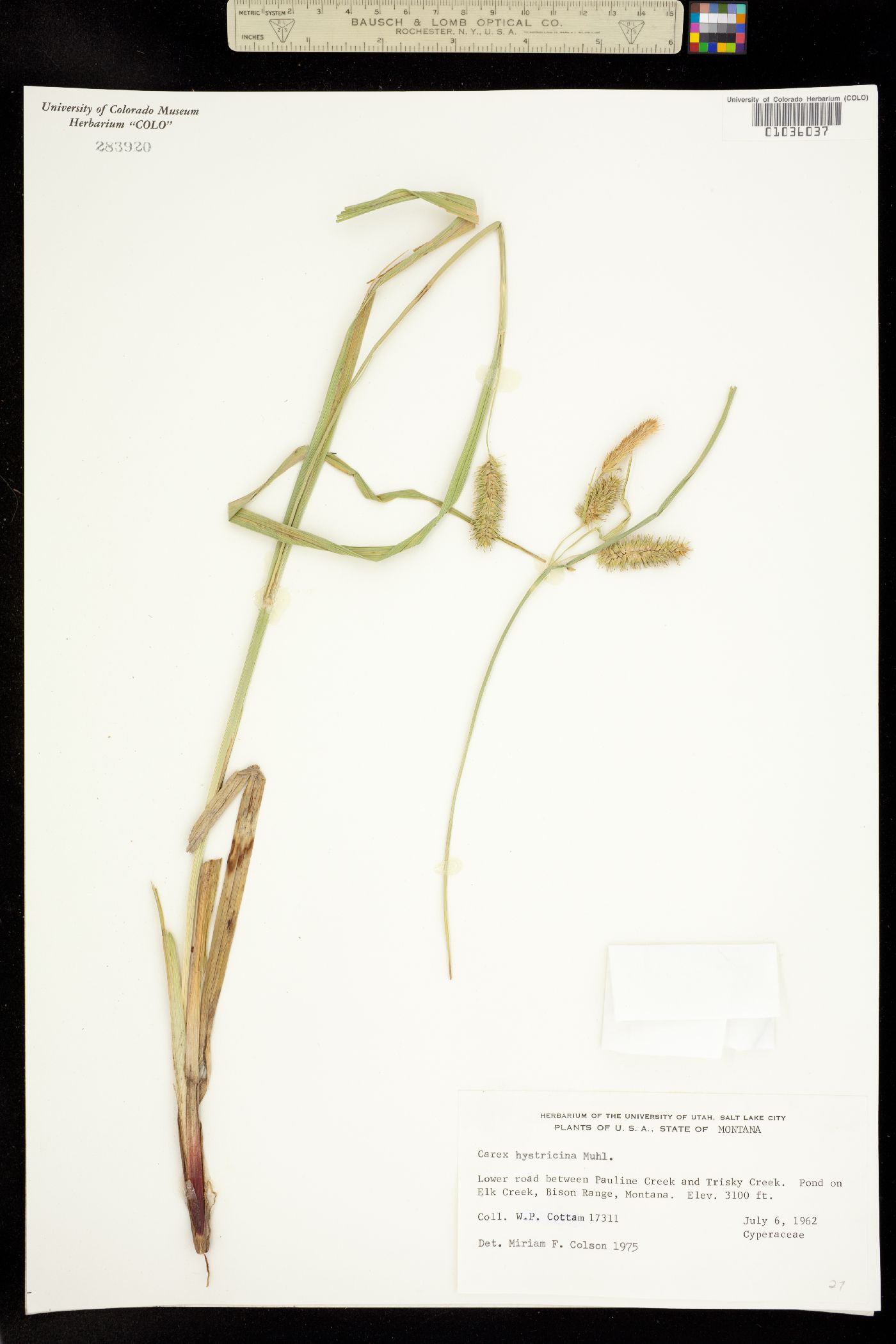 Carex hystericina image