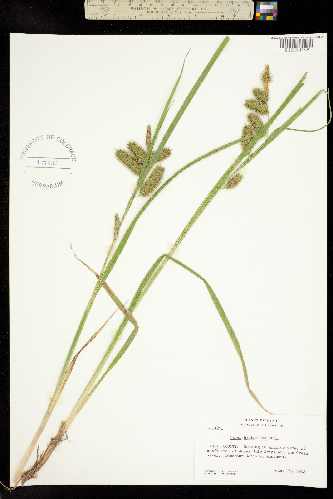 Carex hystericina image