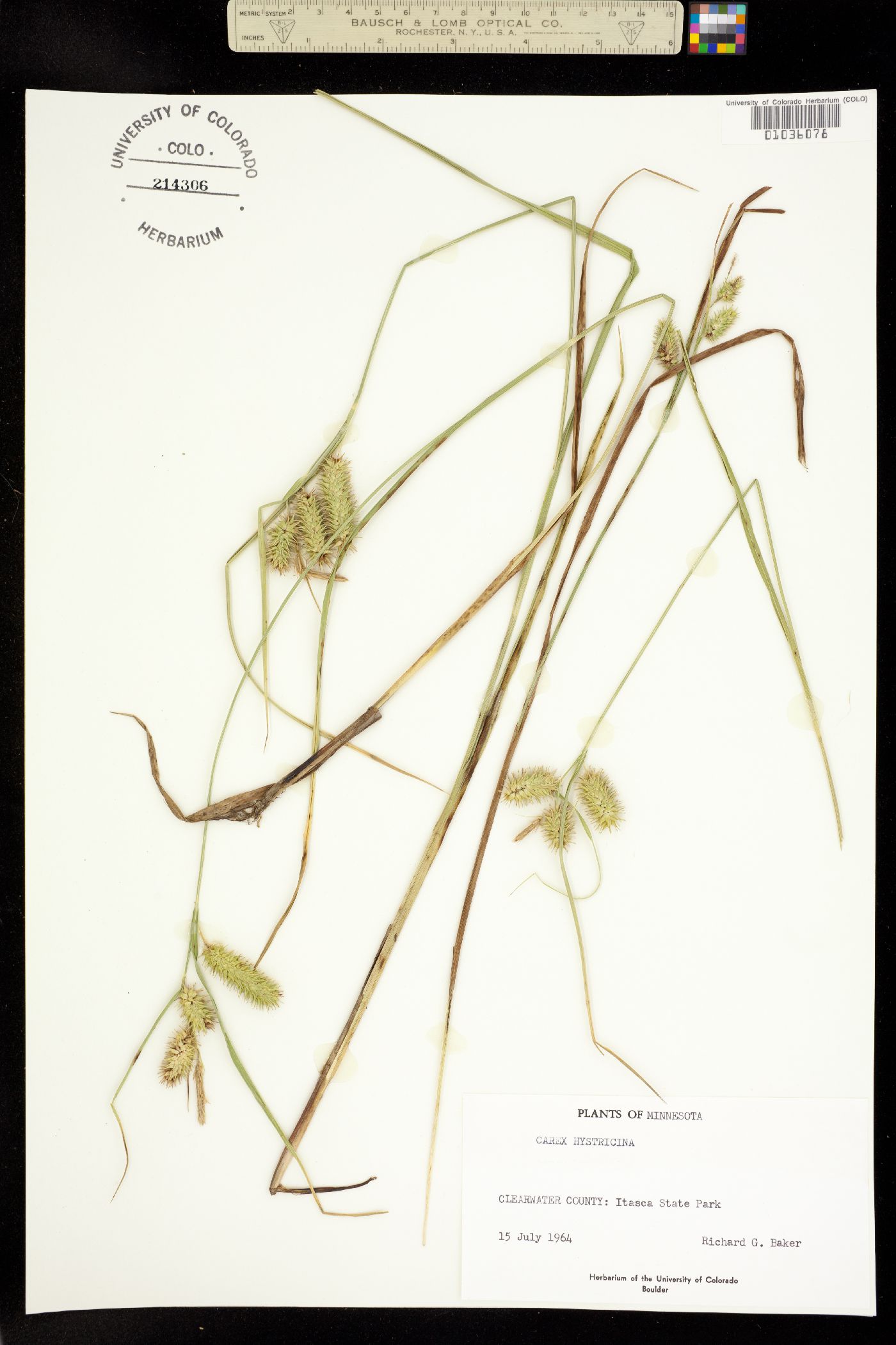 Carex hystericina image
