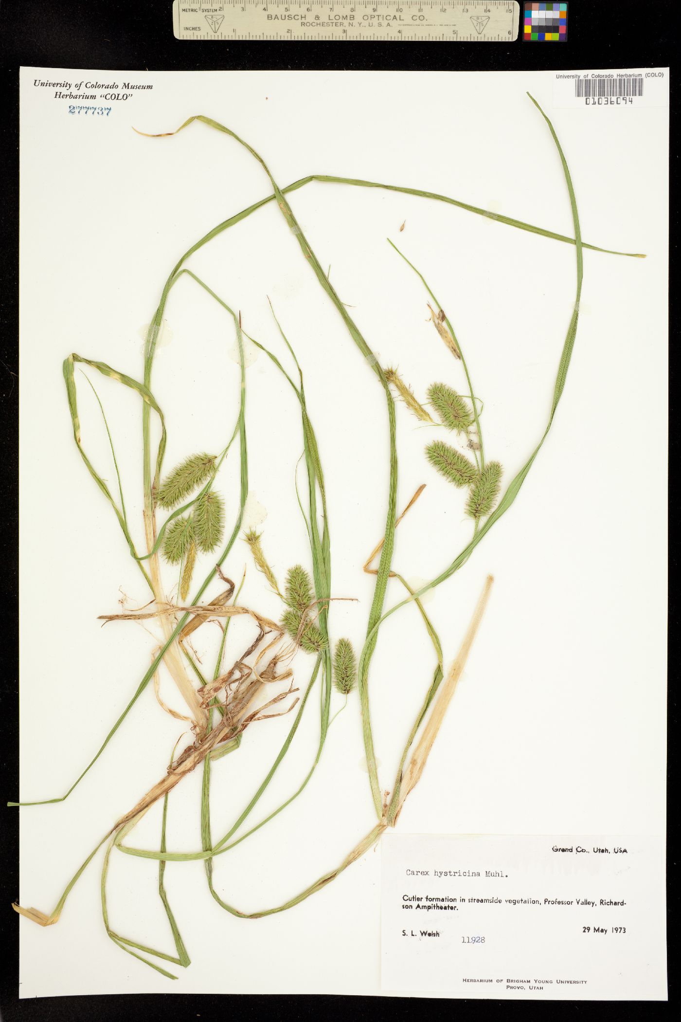 Carex hystericina image