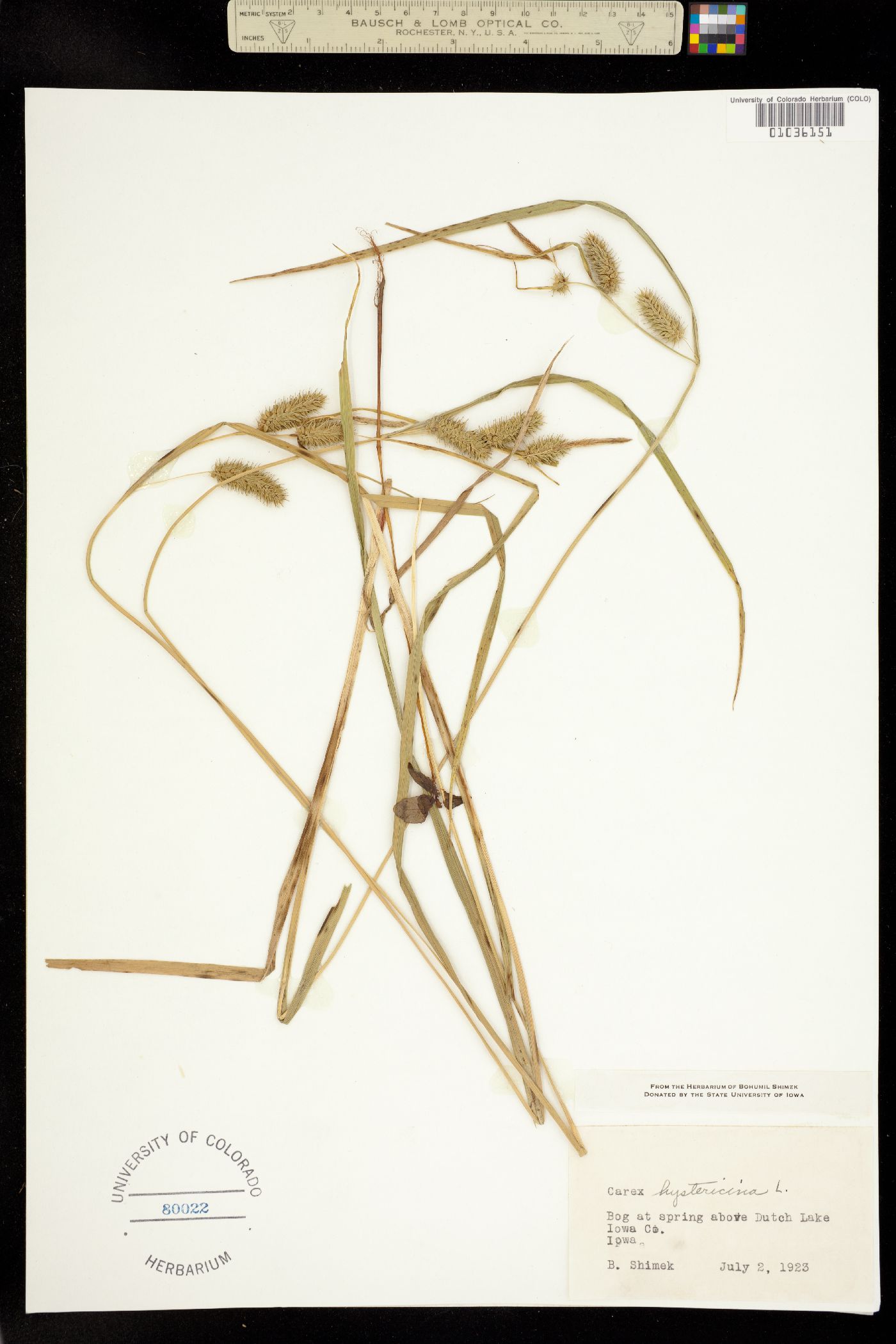 Carex hystericina image