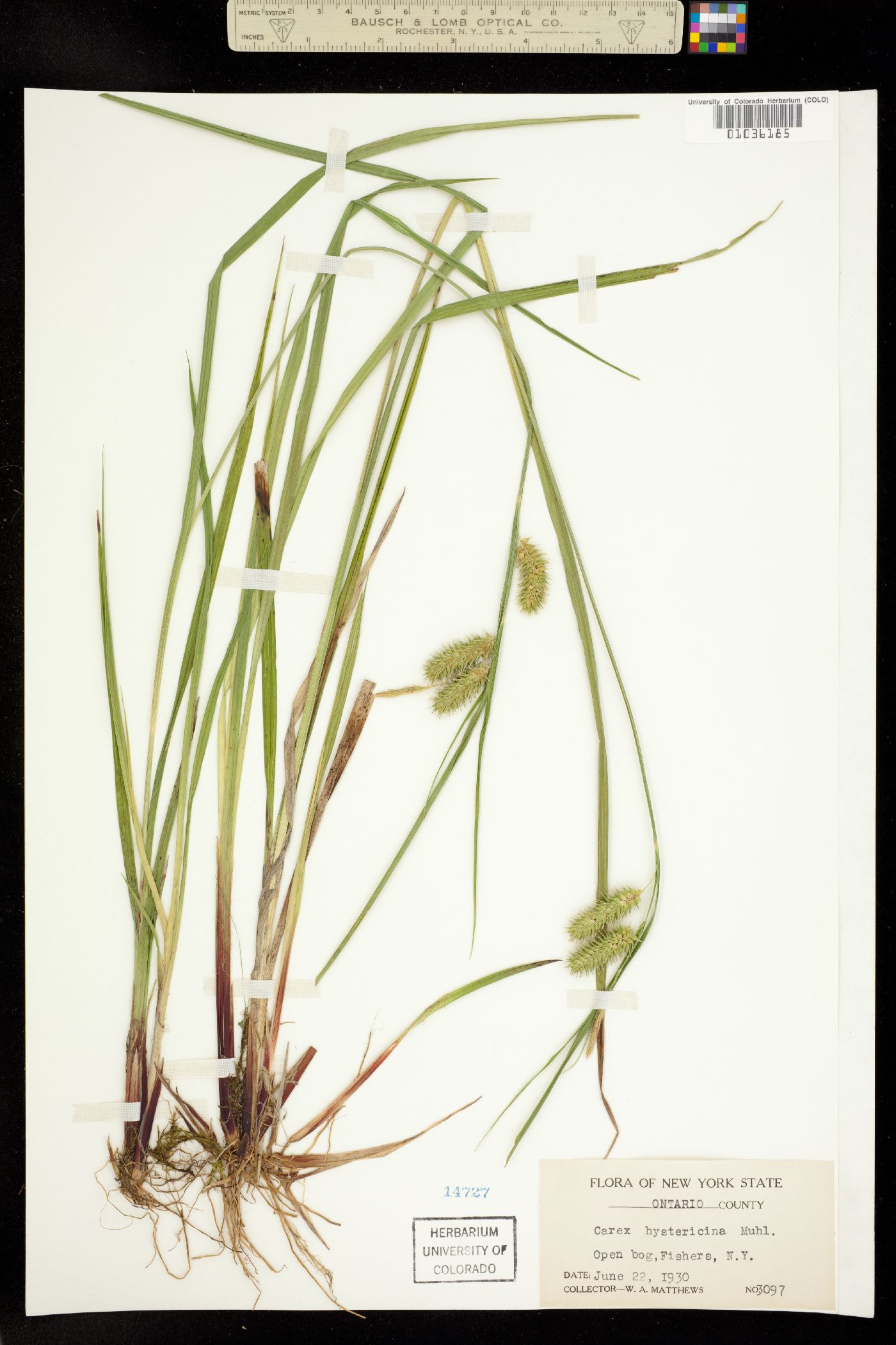 Carex hystericina image