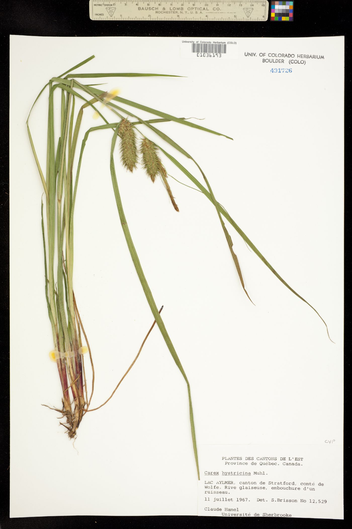 Carex hystericina image