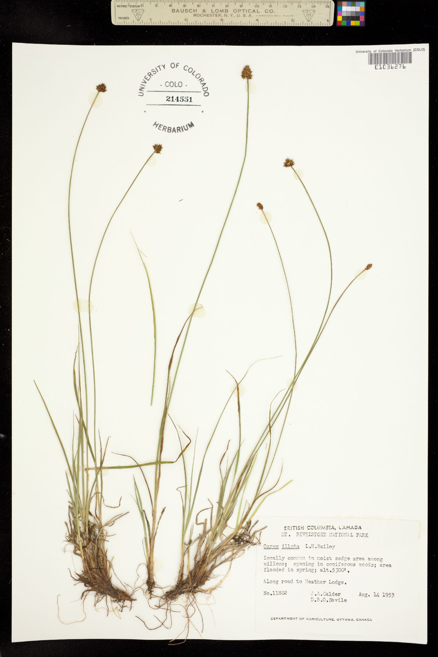 Carex illota image